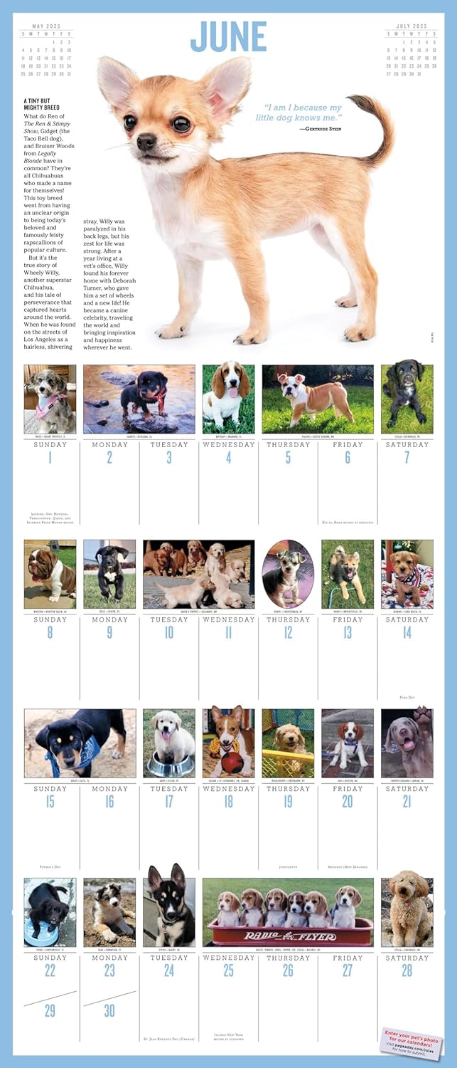 2025 365 Puppies-A-Year Picture-A-Day - Deluxe Wall Calendar