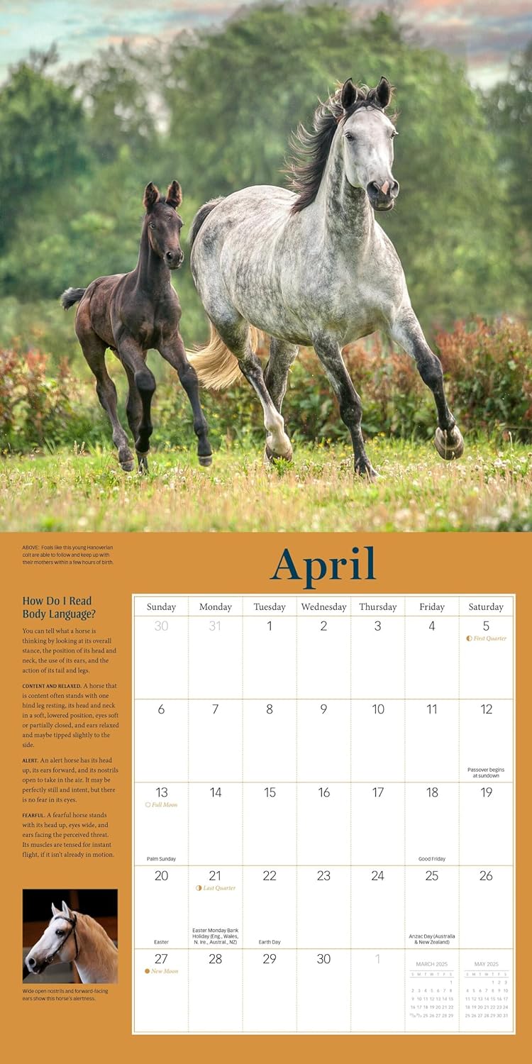 2025 How to Think Like a Horse - Square Wall Calendar