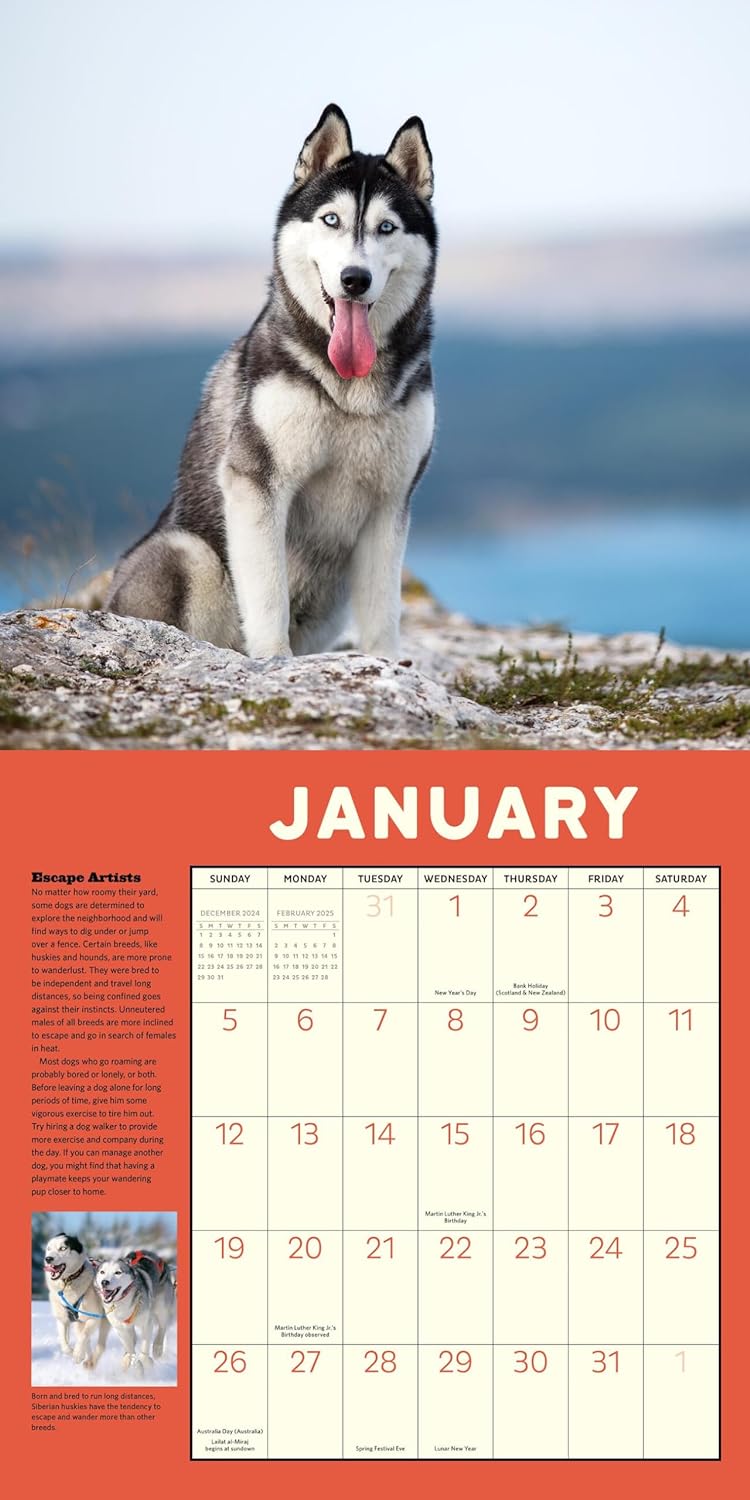 2025 How to Speak Dog - Square Wall Calendar