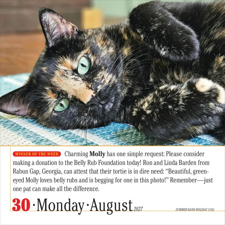 2027 365 Cats - Daily Boxed Page-A-Day Calendar