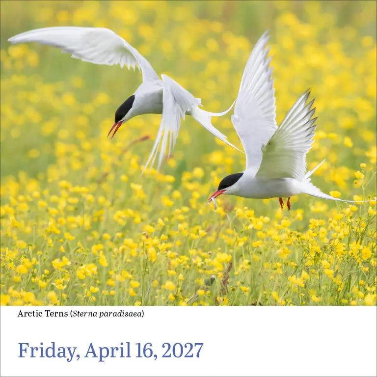 2027 Audubon Birds - Daily Boxed Page-A-Day Calendar