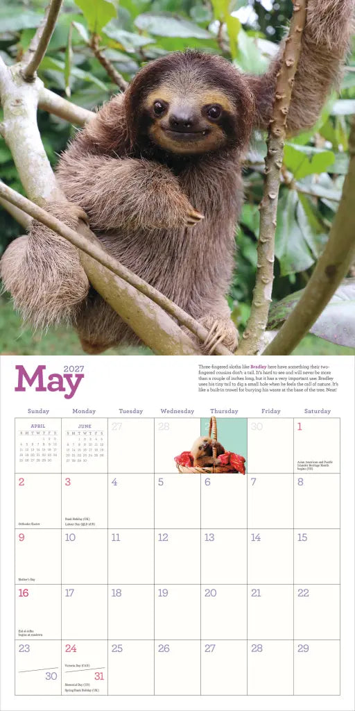 2027 Original Sloths - Square Wall Calendar