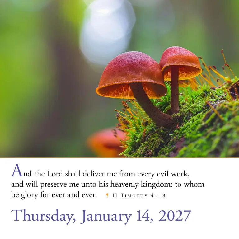 2027 365 Bible Verses-A-Year - Daily Boxed Page-A-Day Calendar