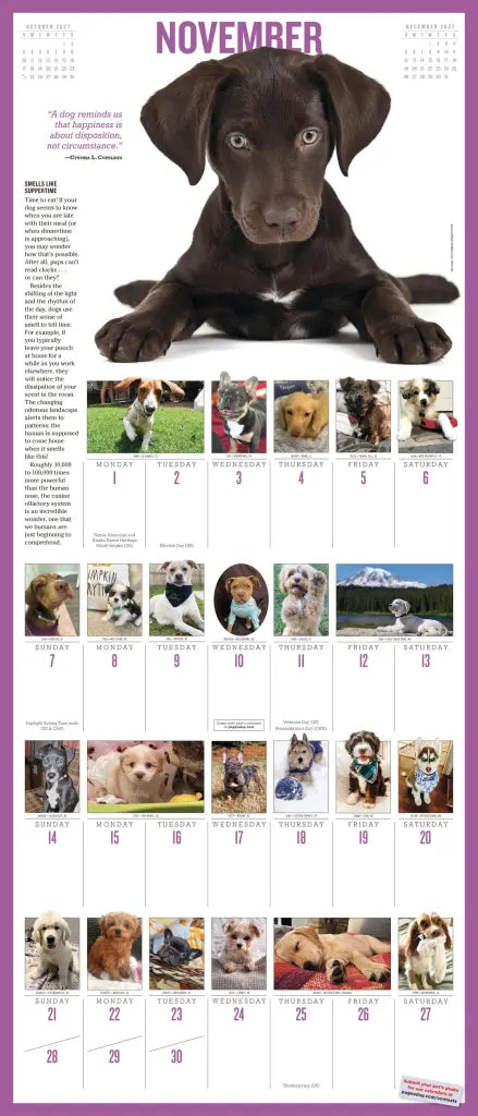 2027 365 Puppies-A-Year Picture-A-Day - Deluxe Wall Calendar