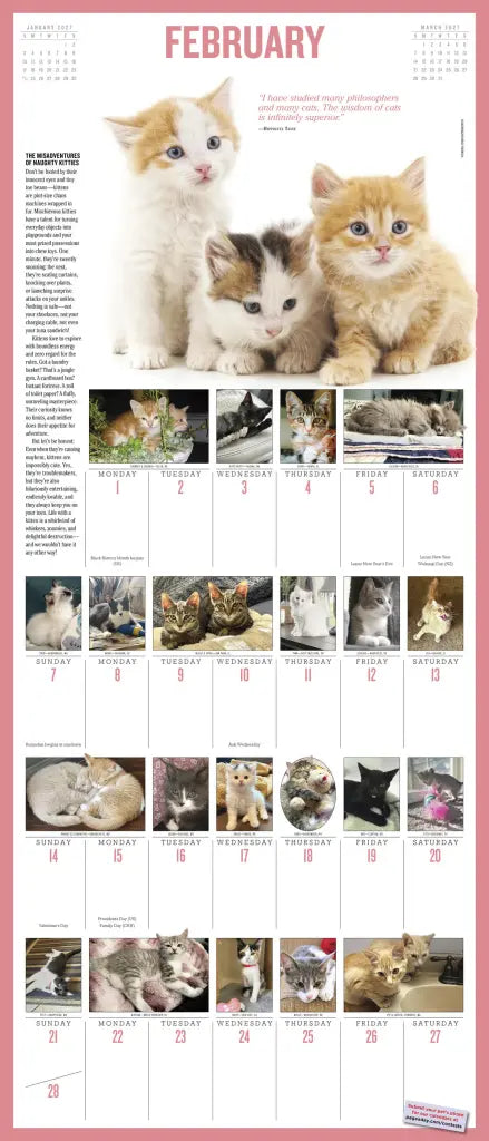 2027 365 Kittens-A-Year Picture-A-Day - Deluxe Wall Calendar