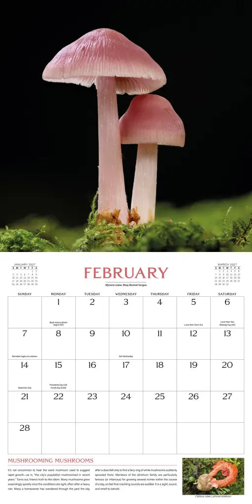 2027 Wondrous World of Mushrooms - Square Wall Calendar