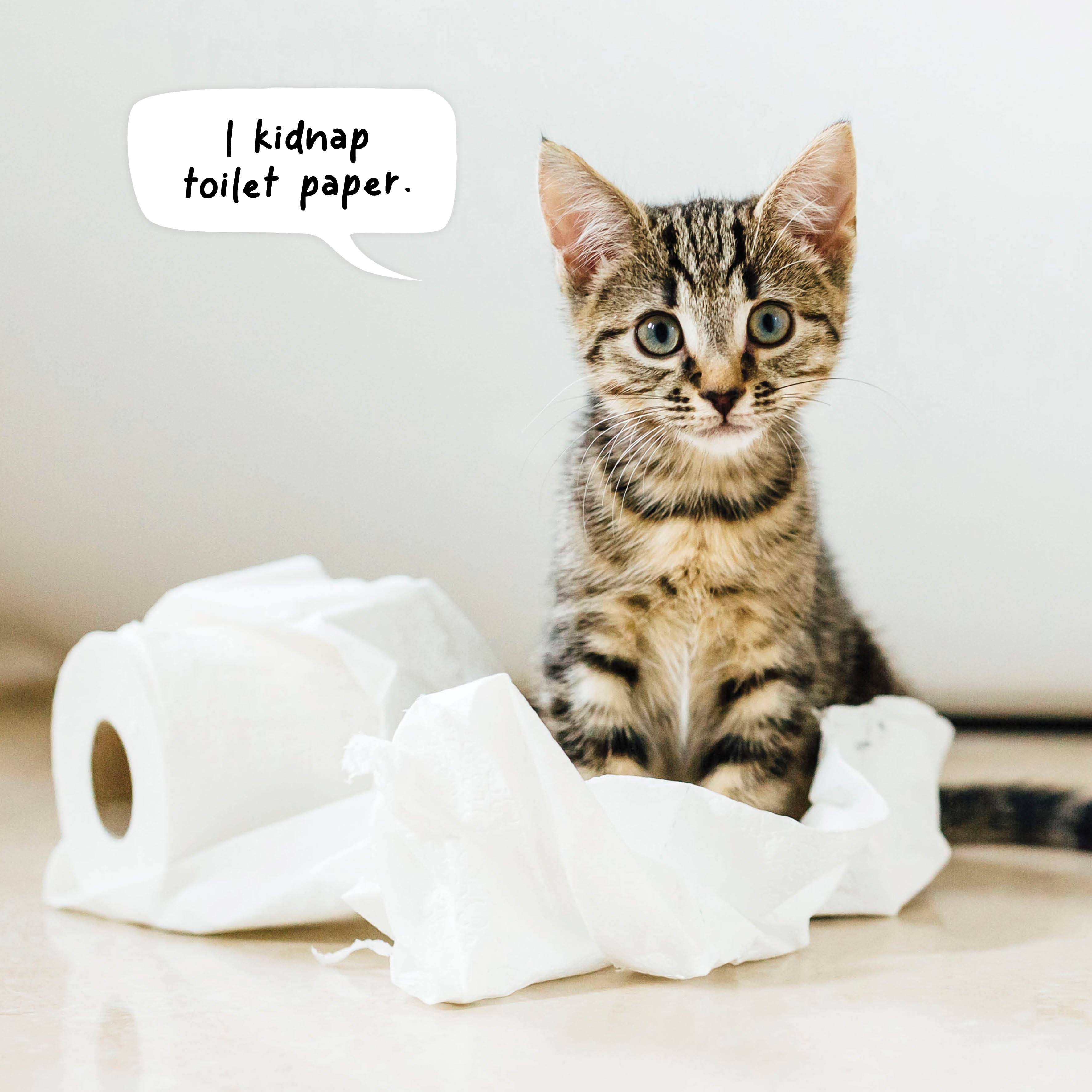 2026 Cat Crimes - Square Wall Calendar