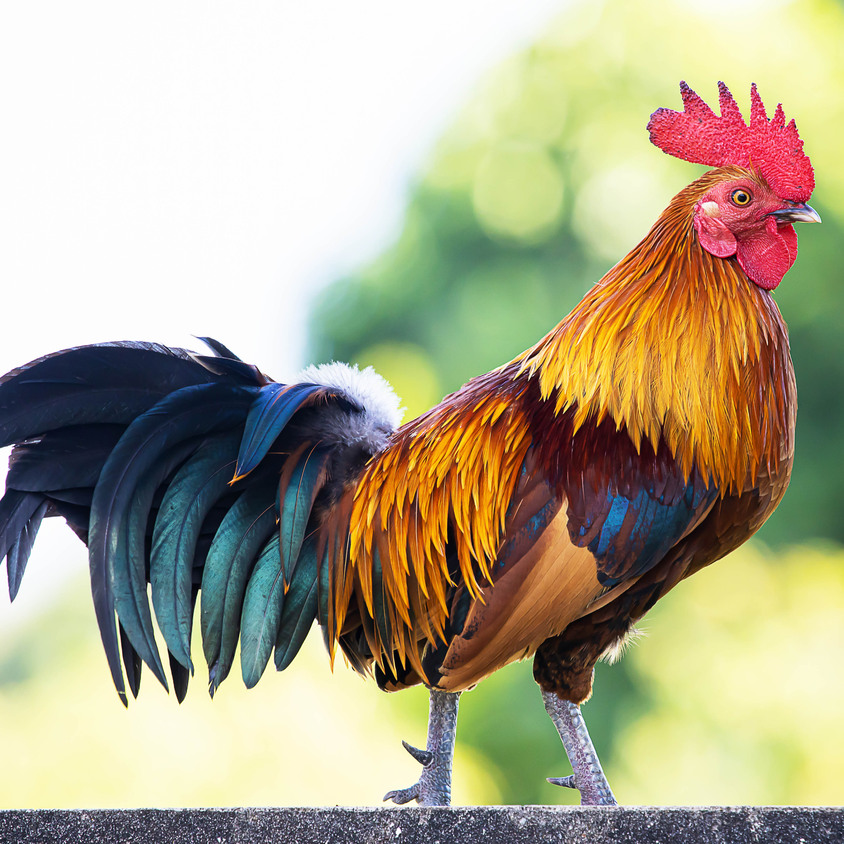 2026 Colourful Chicks - Square Wall Calendar