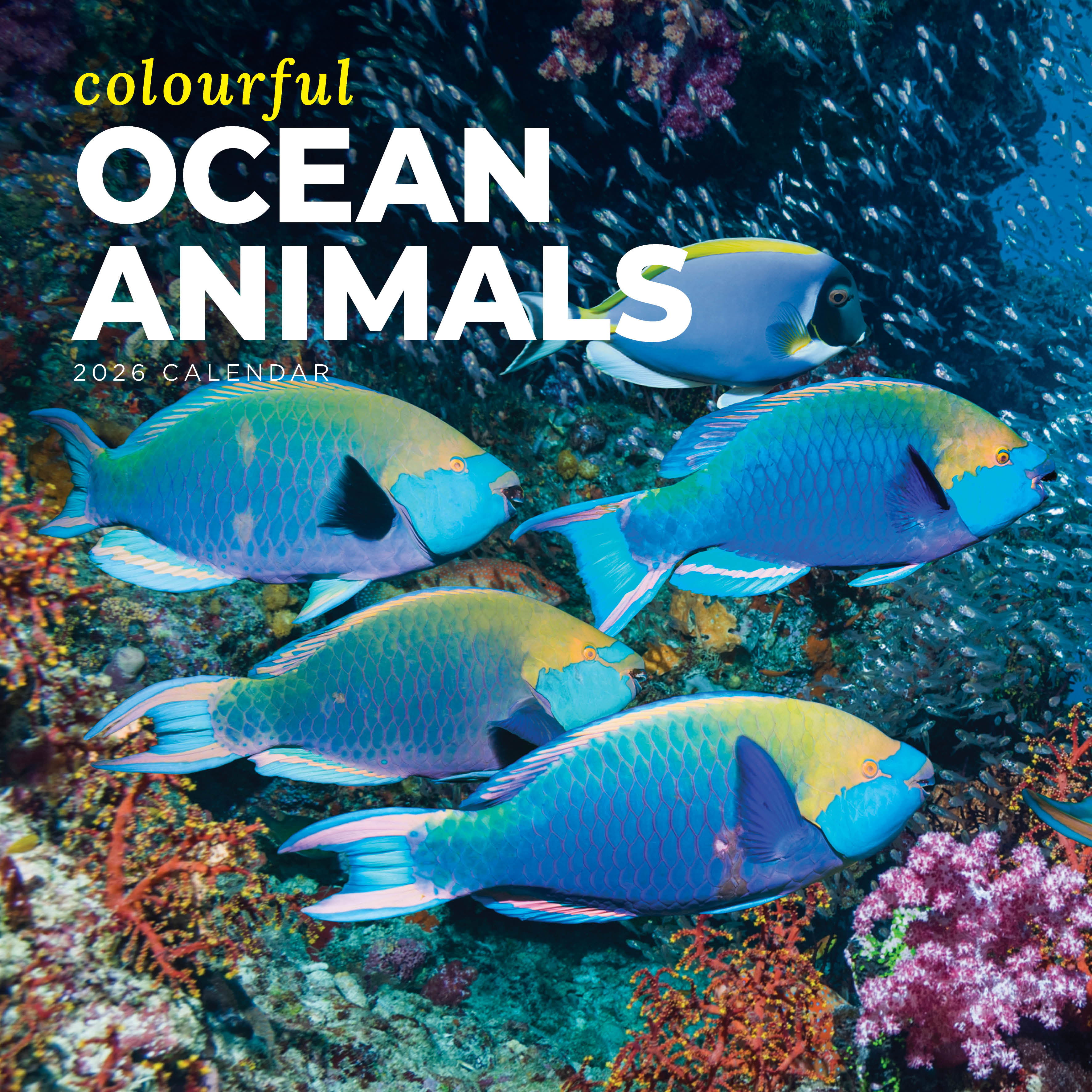 2026 Colourful Ocean Animals - Square Wall Calendar