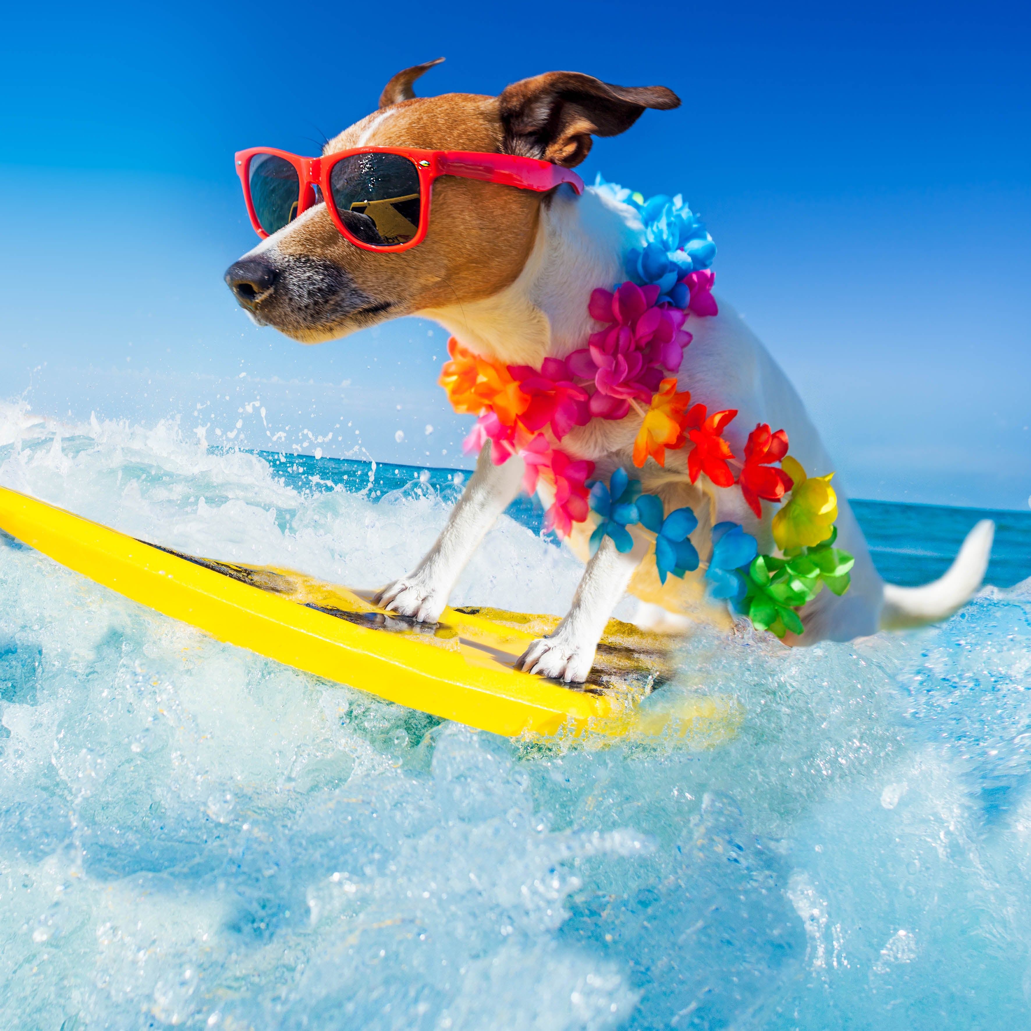 2026 Dogs On Vacation - Square Wall Calendar