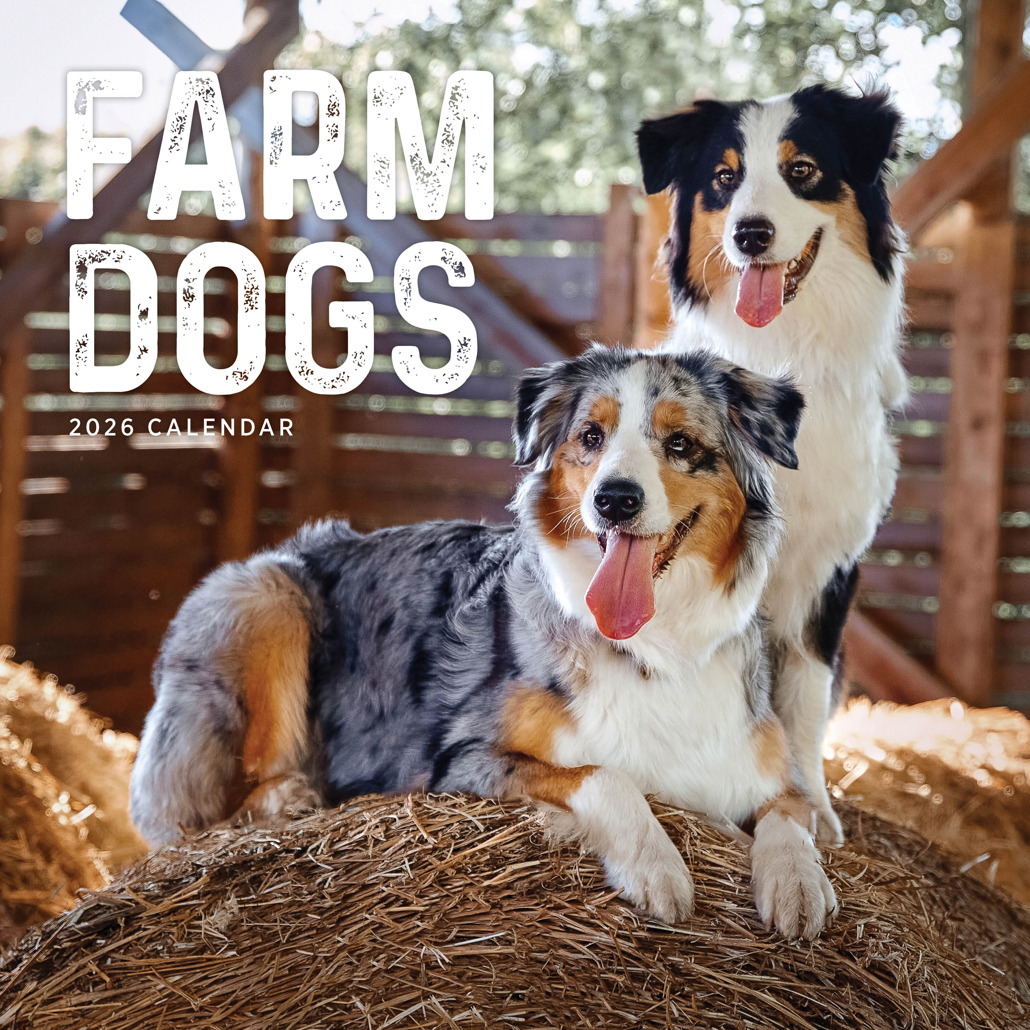 2026 Farm Dogs - Square Wall Calendar