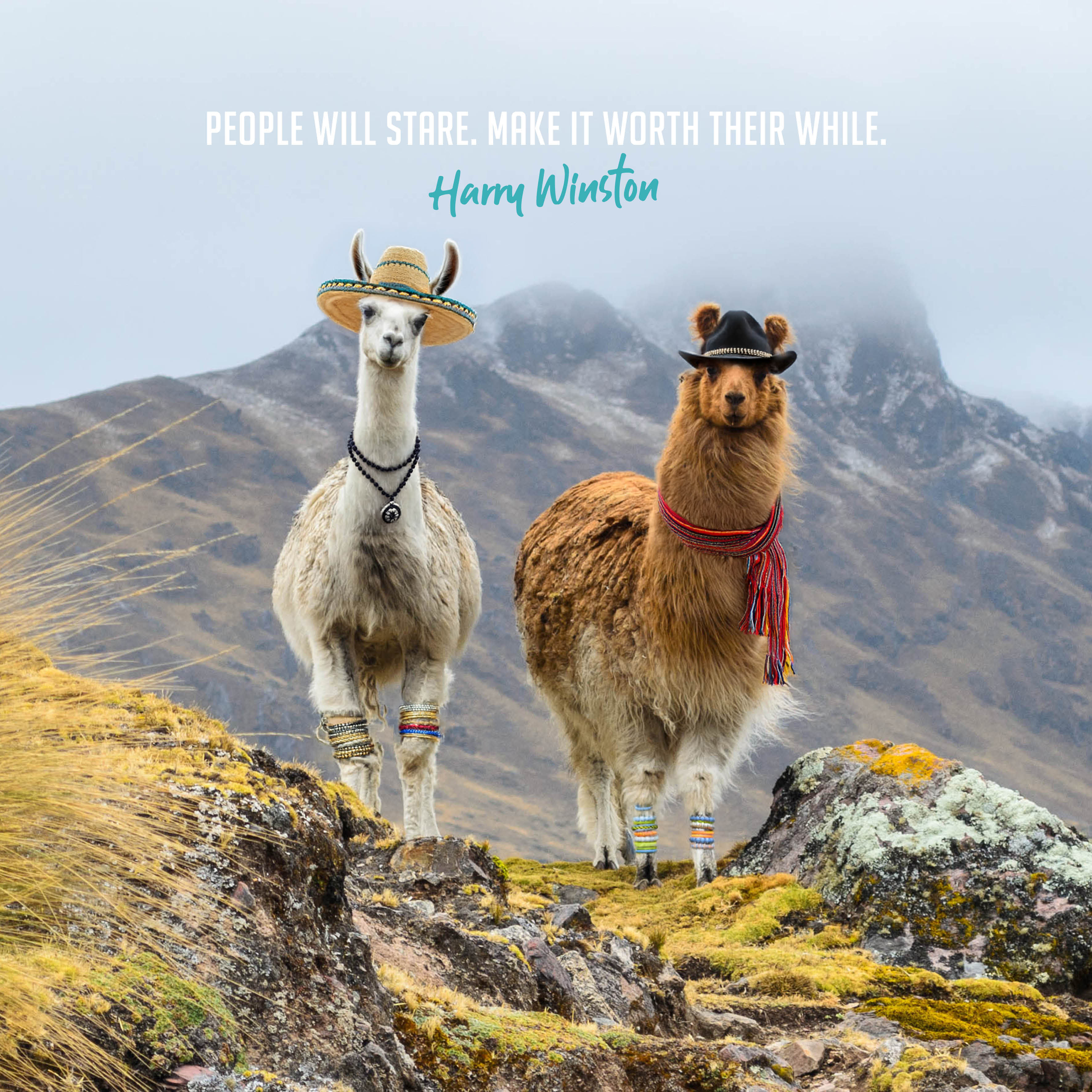 2026 Fashion Llamas - Square Wall Calendar