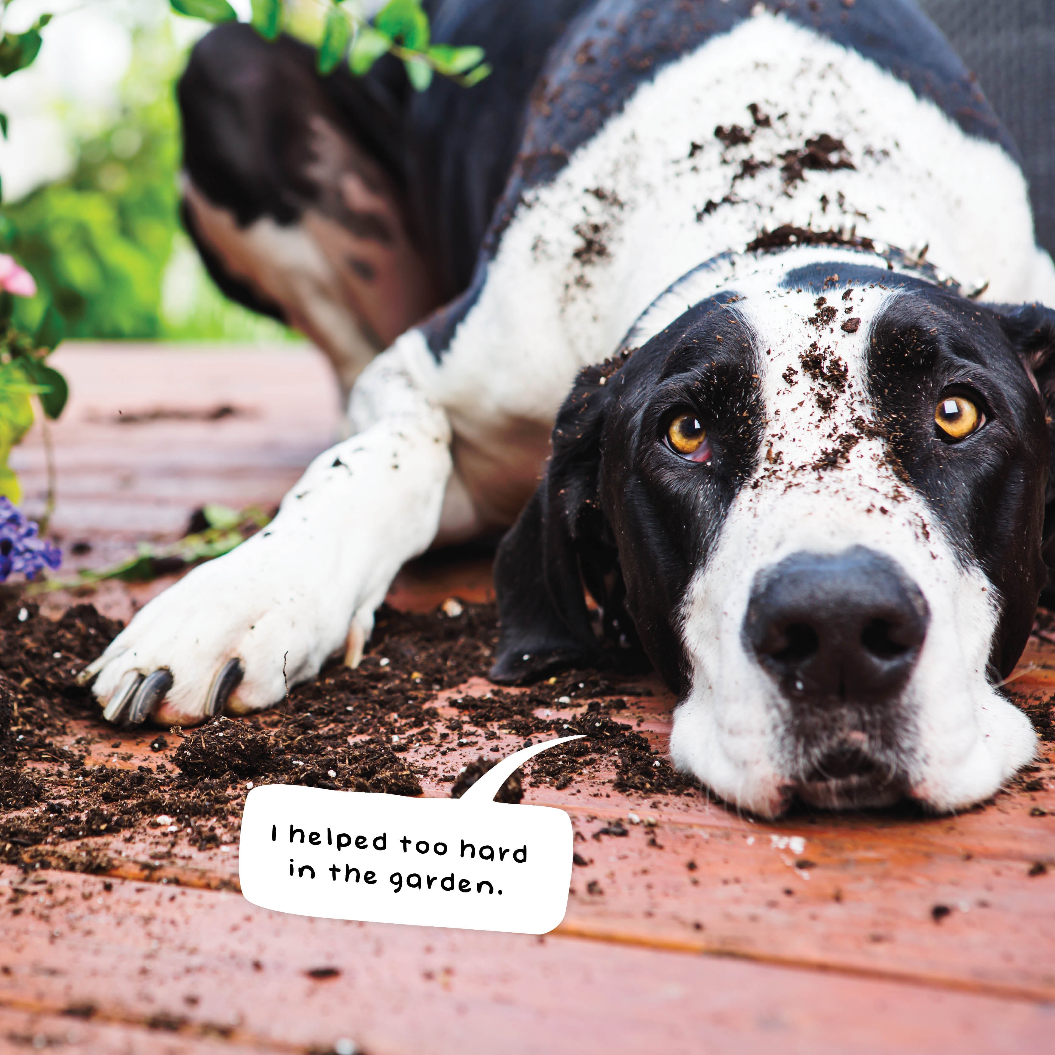 2026 Guilty Dogs - Square Wall Calendar