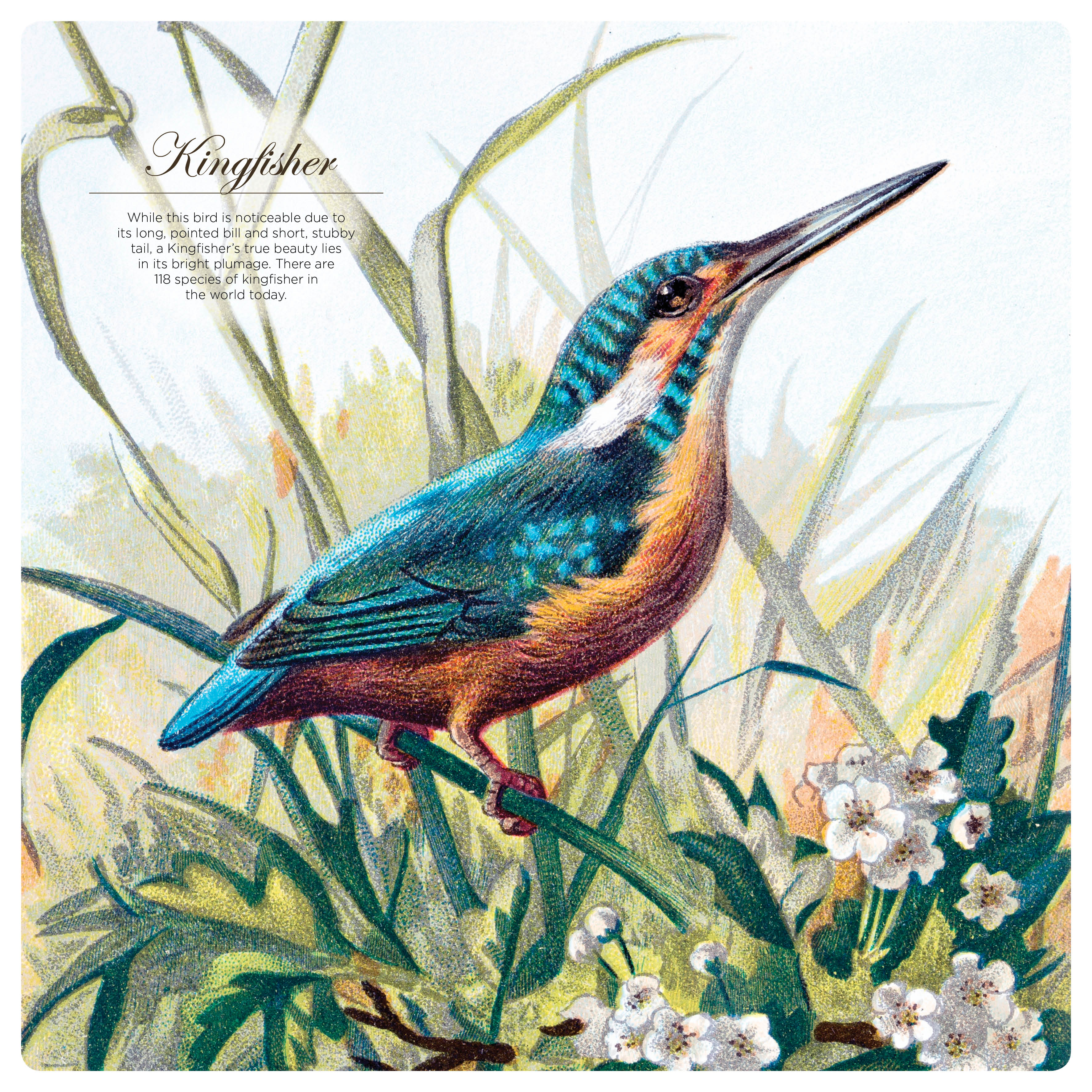 2026 Illustrated Birds - Square Wall Calendar