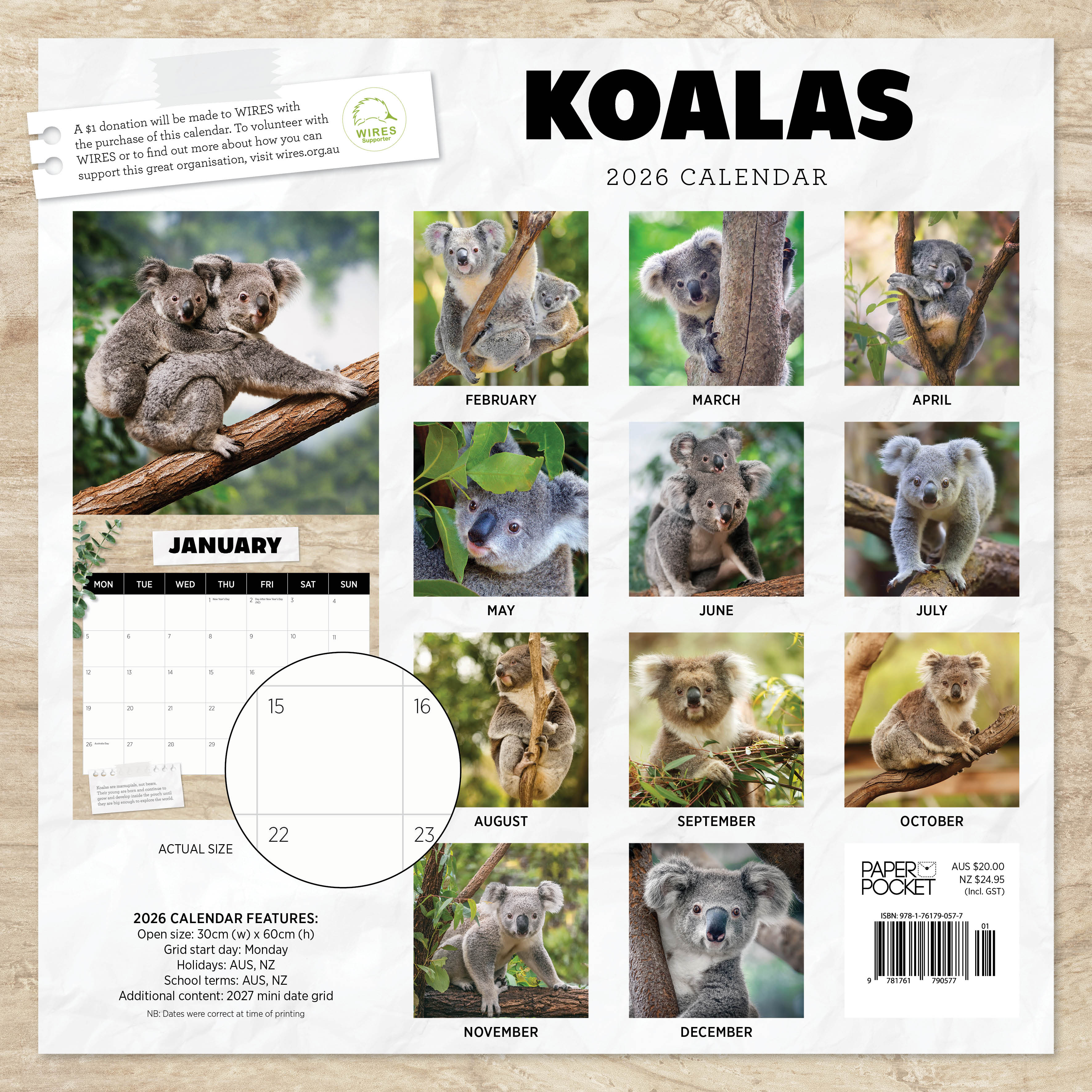 2026 Koalas - Square Wall Calendar