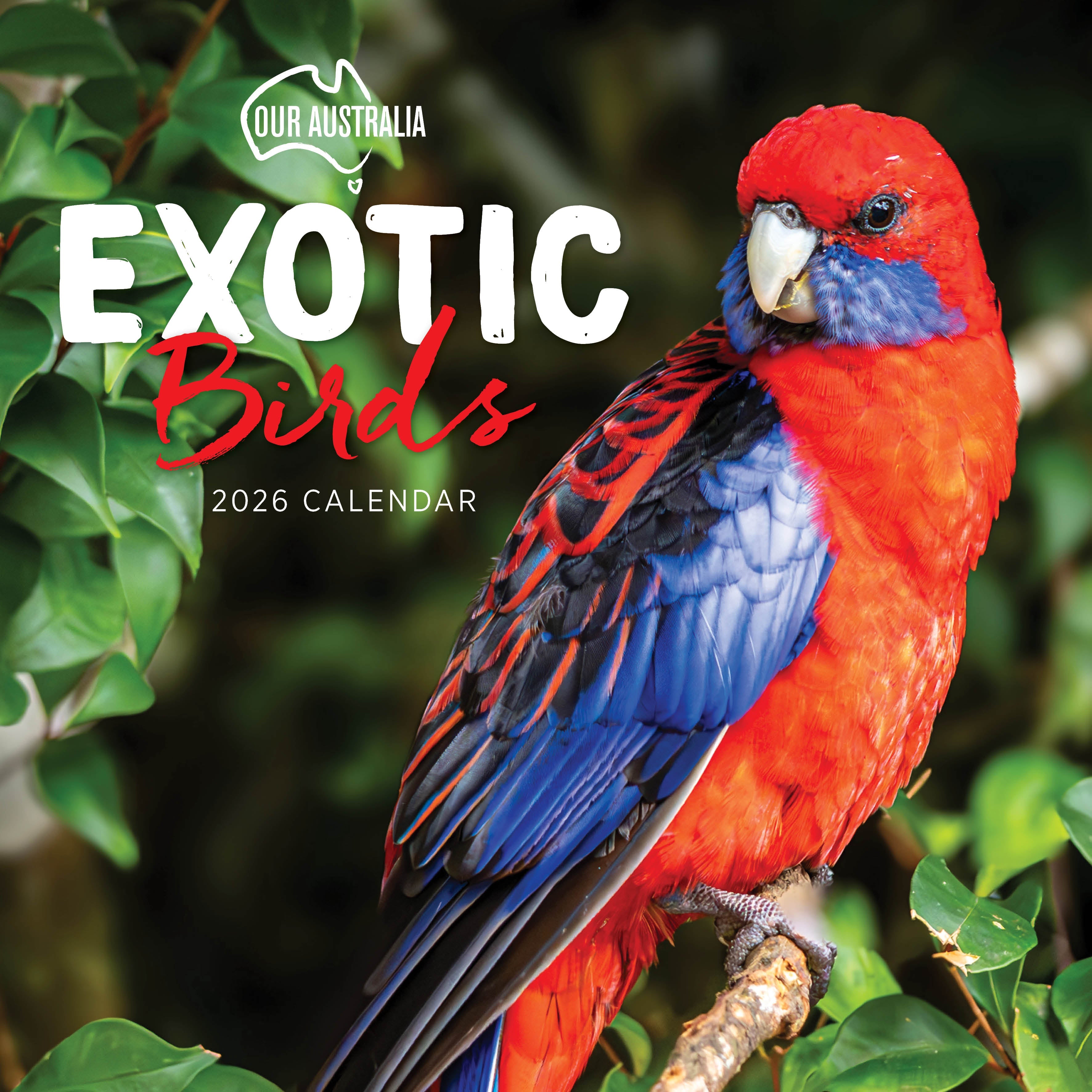 2026 Our Australia Exotic Birds Square Wall Calendar 26 1 455c277d E316 4384 Ad64 