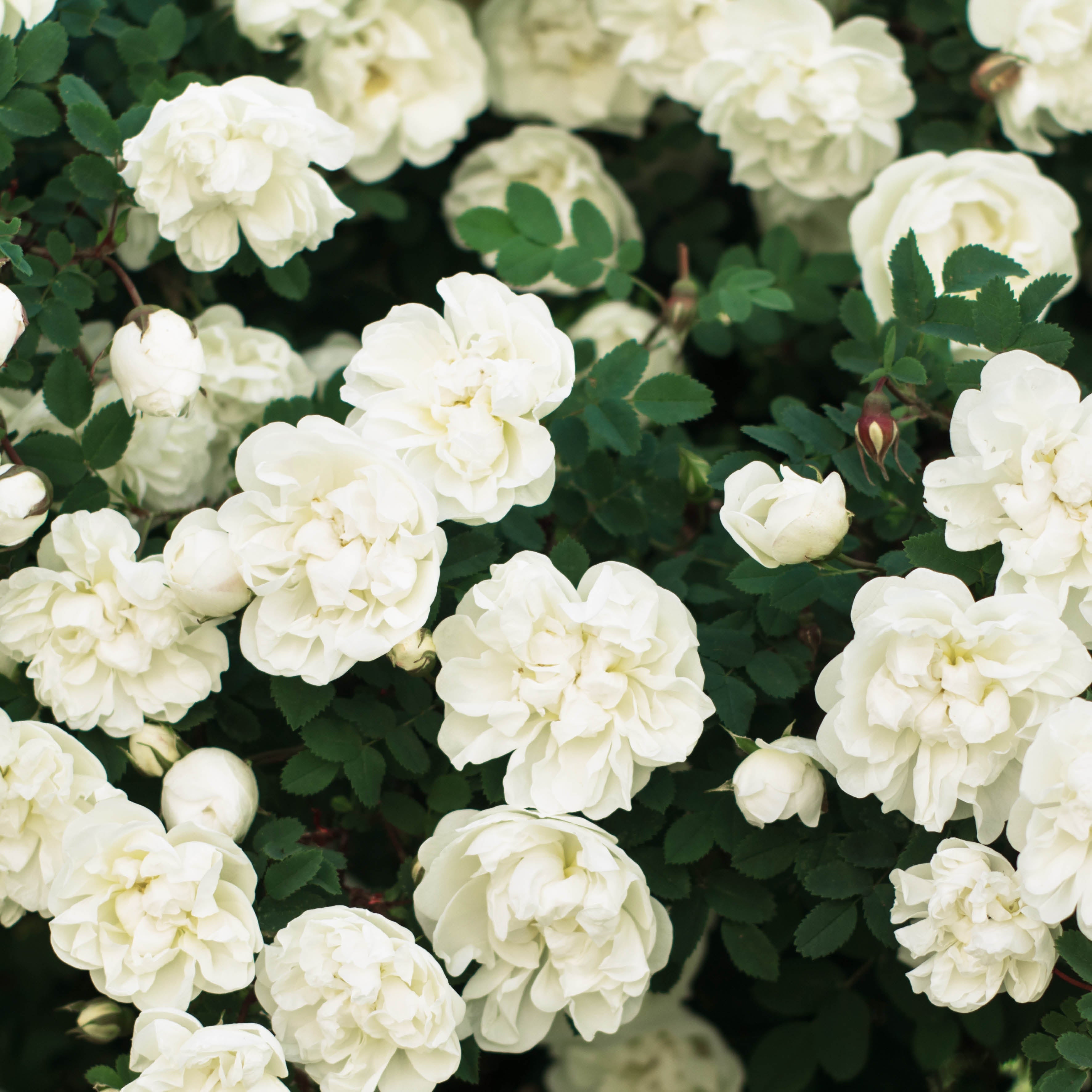 2026 Our Australia Roses - Square Wall Calendar