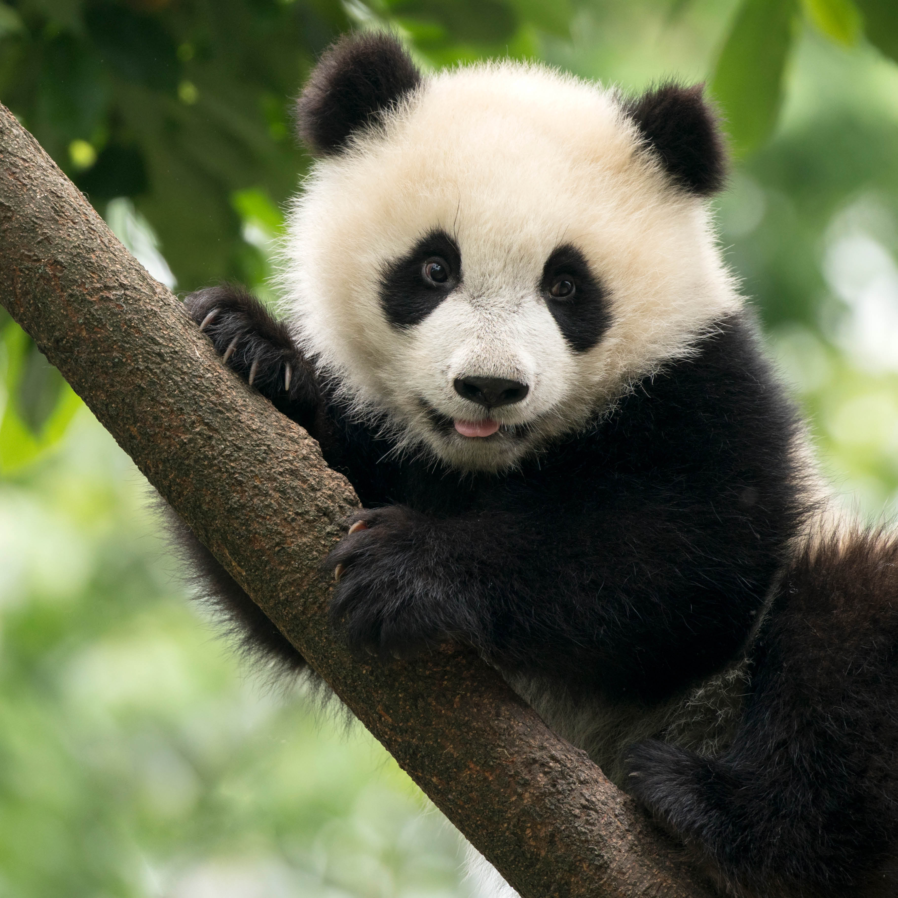 2026 Pandas - Square Wall Calendar