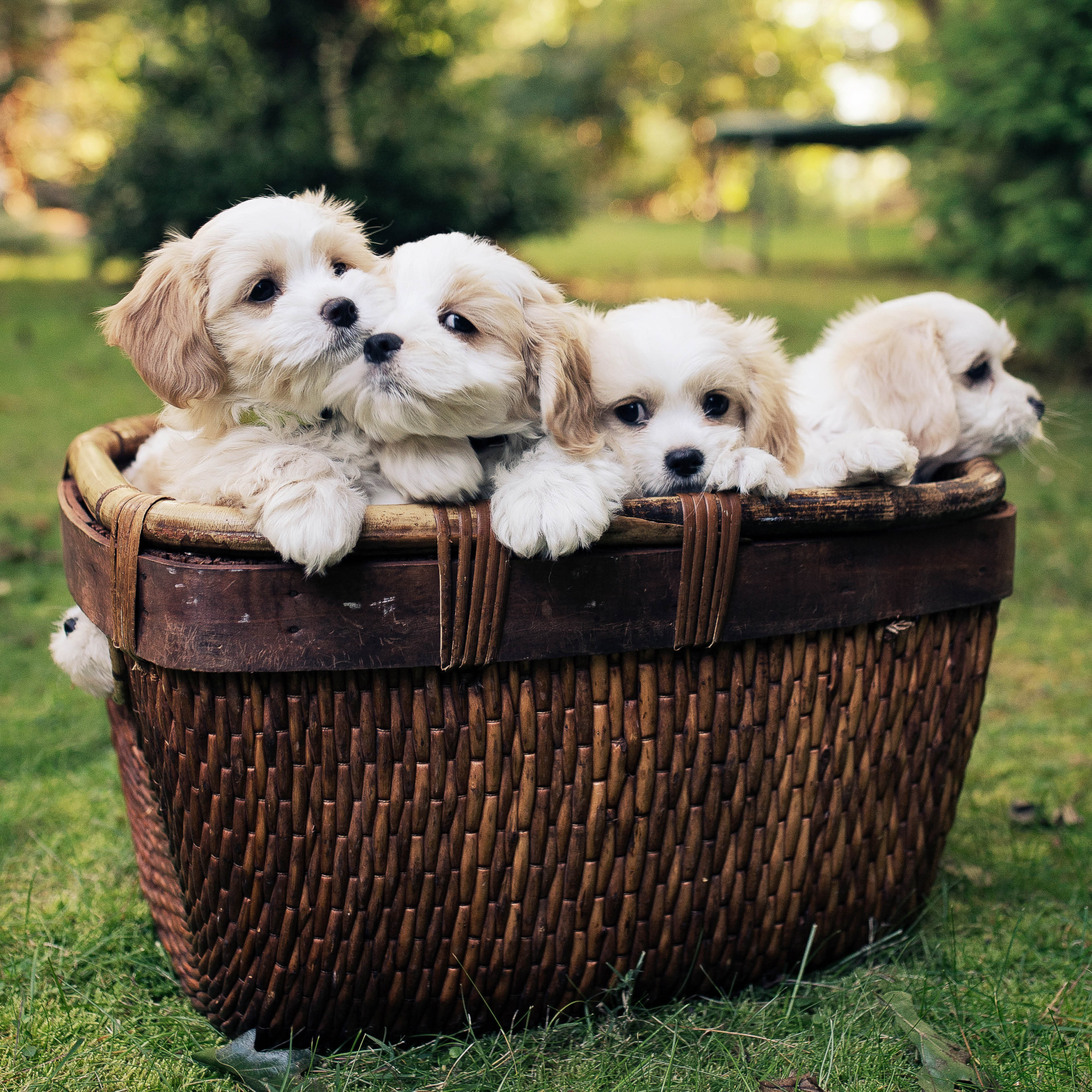 2026 Puppies In A Pickle - Square Wall Calendar