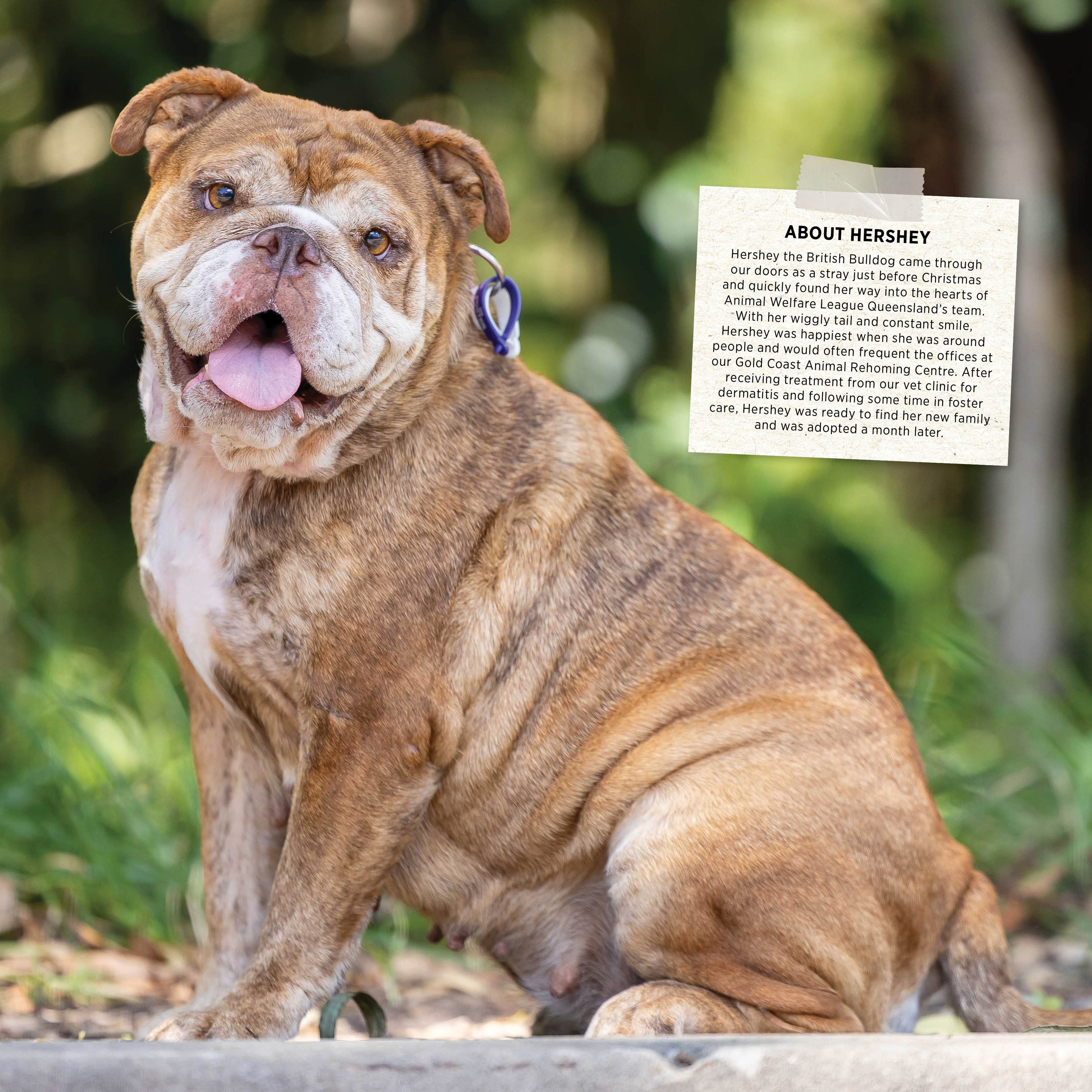 2026 Rescue Dogs - Square Wall Calendar