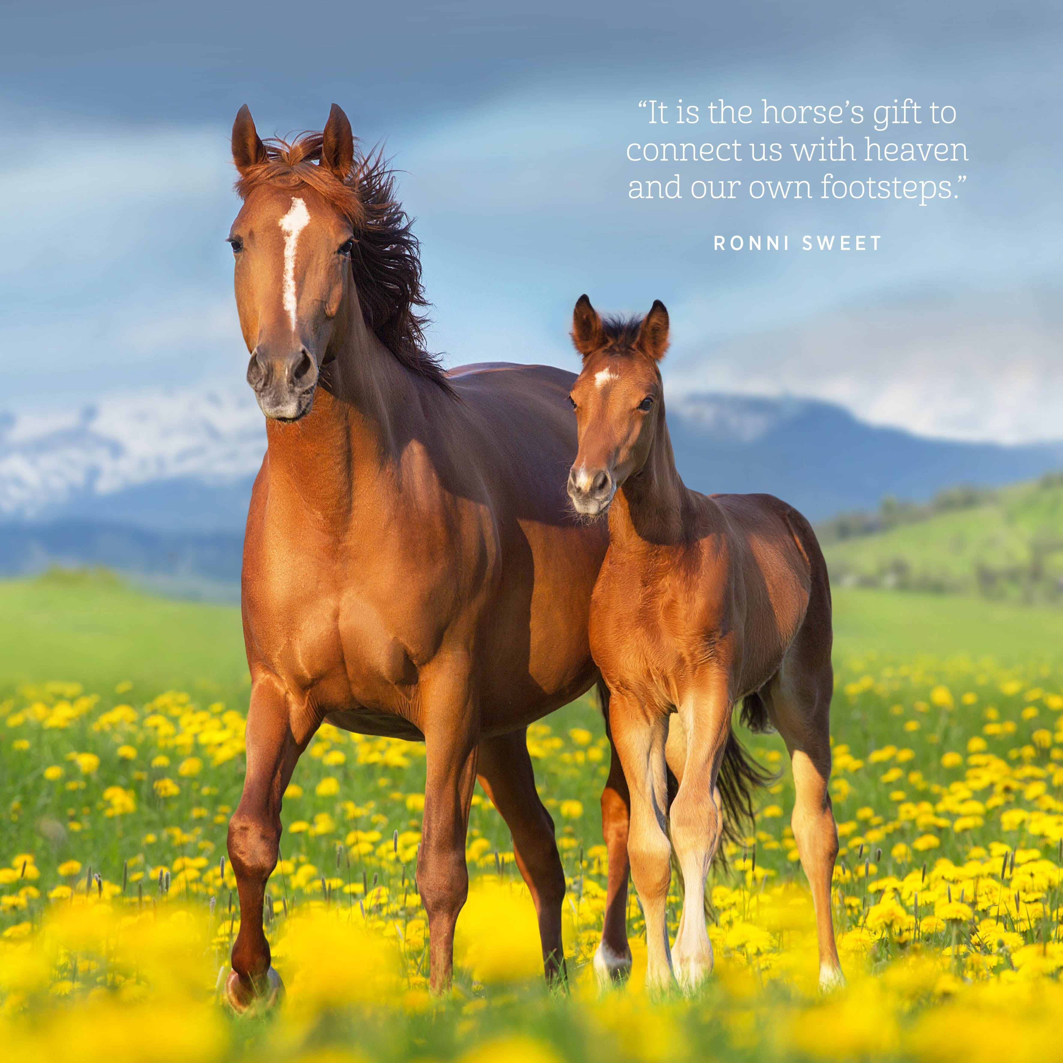 2026 The Love Of A Horse - Square Wall Calendar