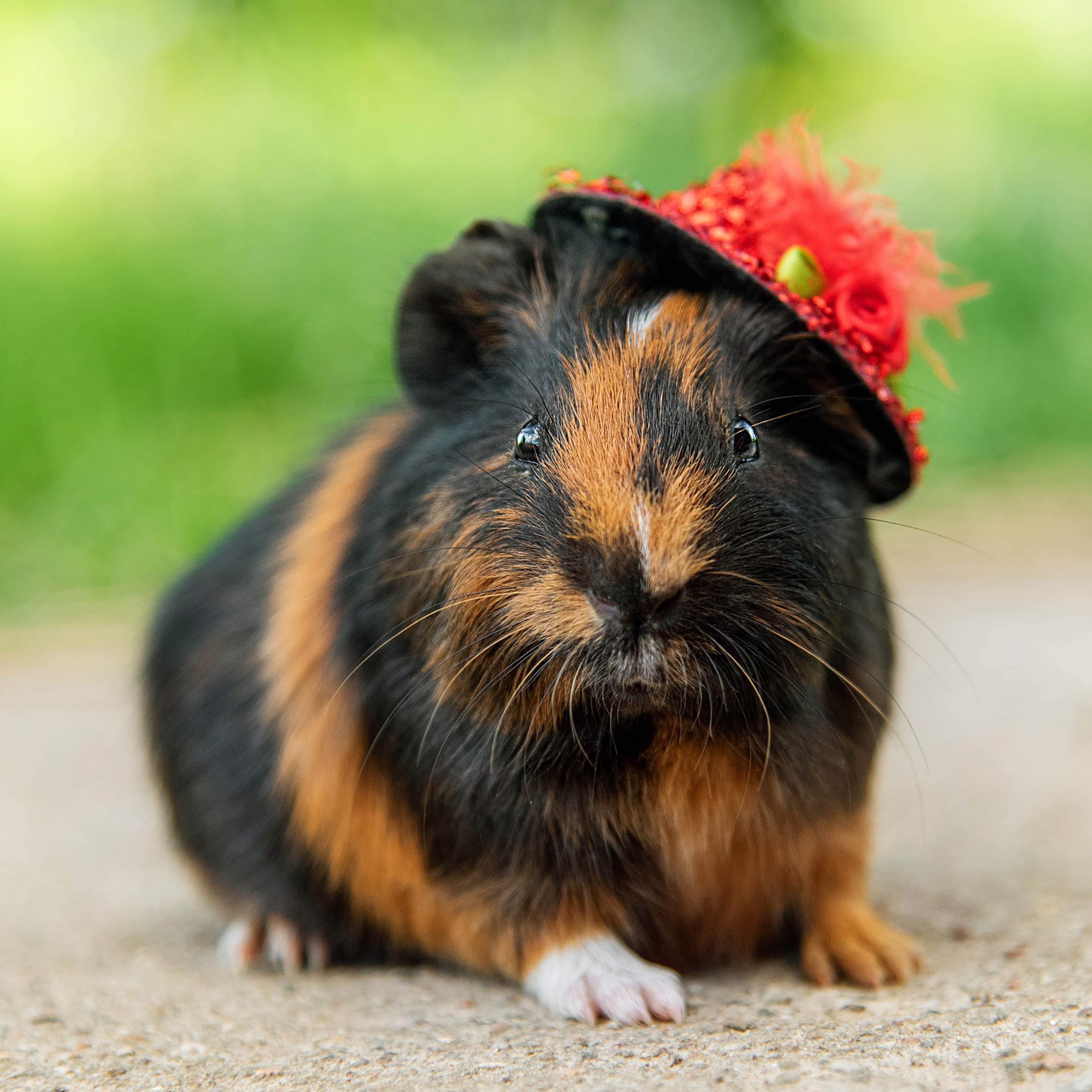 2026 This Little Piggy - Square Wall Calendar