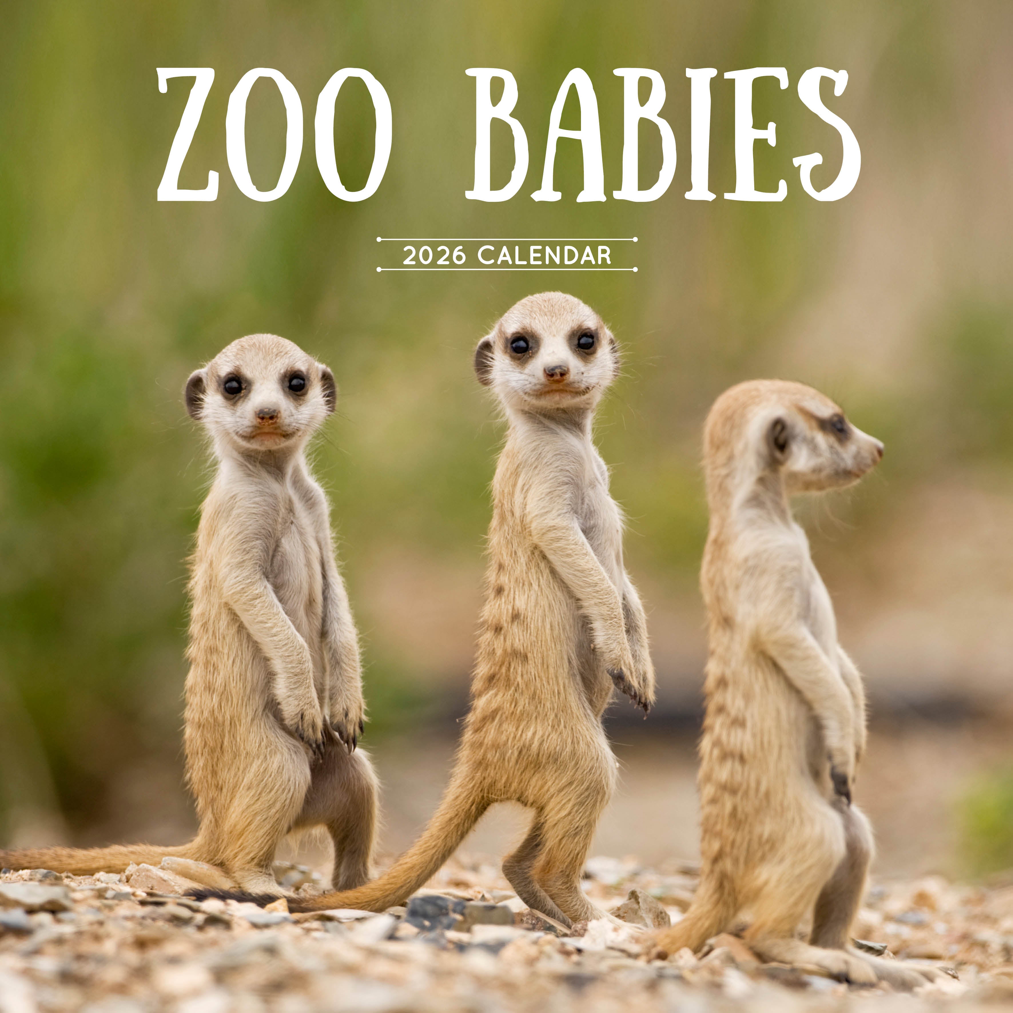 2026 Zoo Babies - Square Wall Calendar
