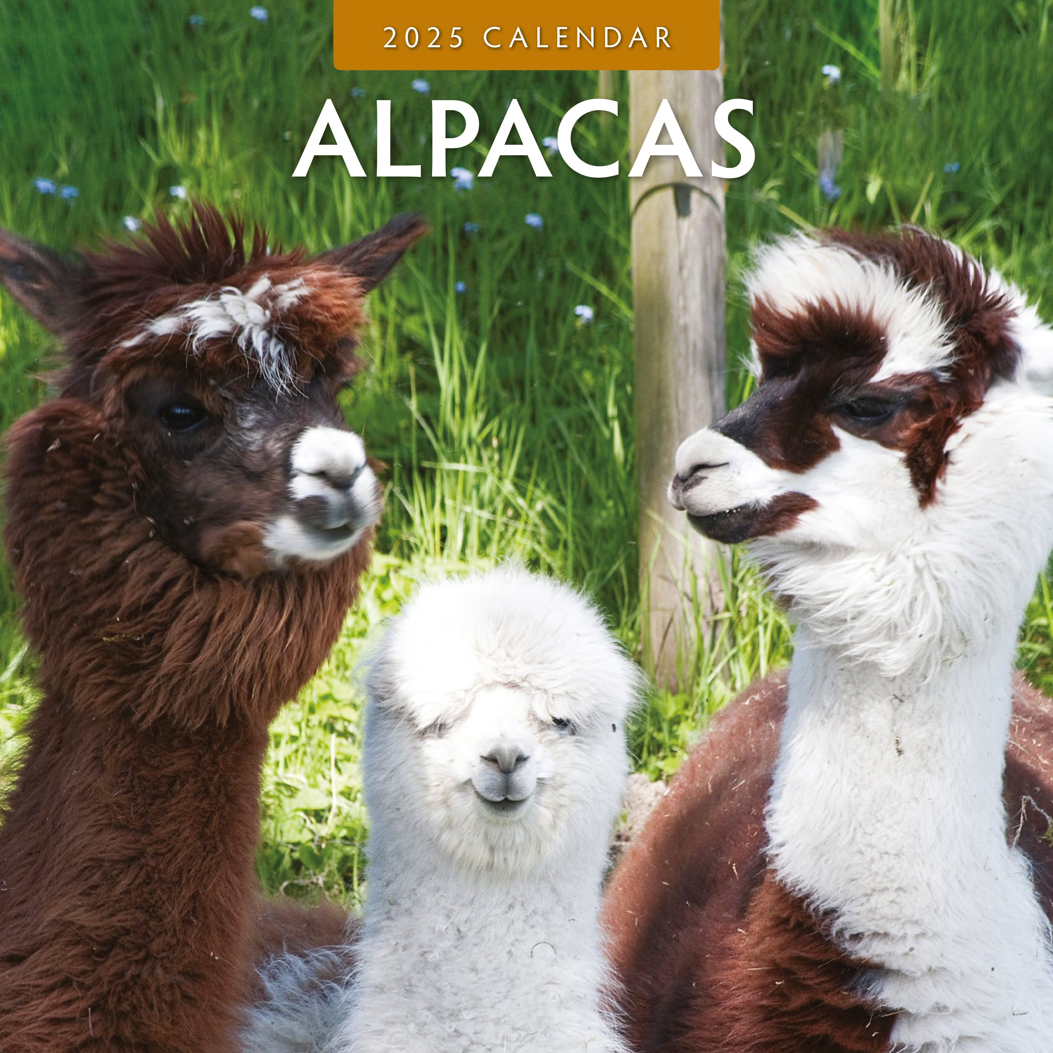 2025 Alpacas - Square Wall Calendar