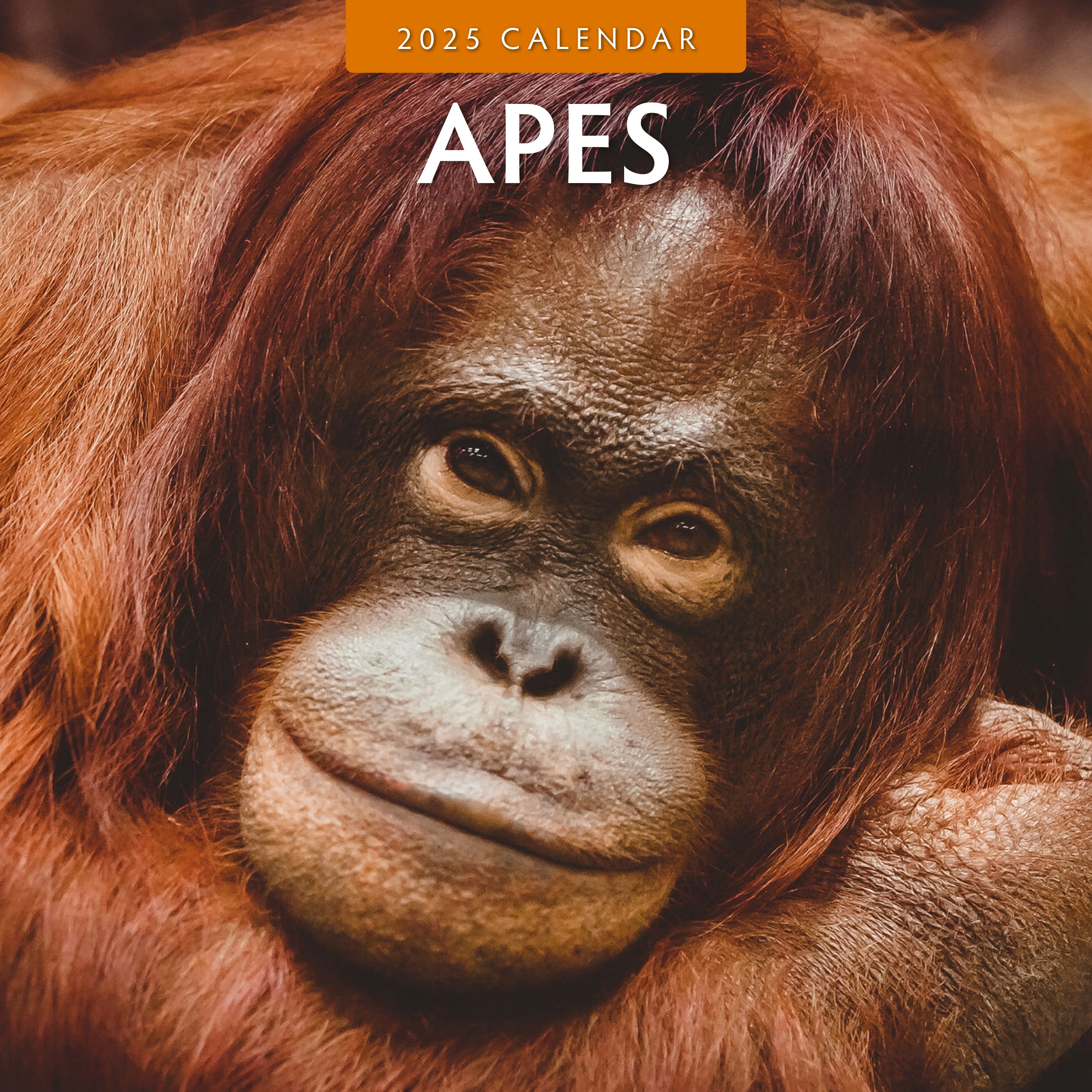 2025 Apes - Square Wall Calendar