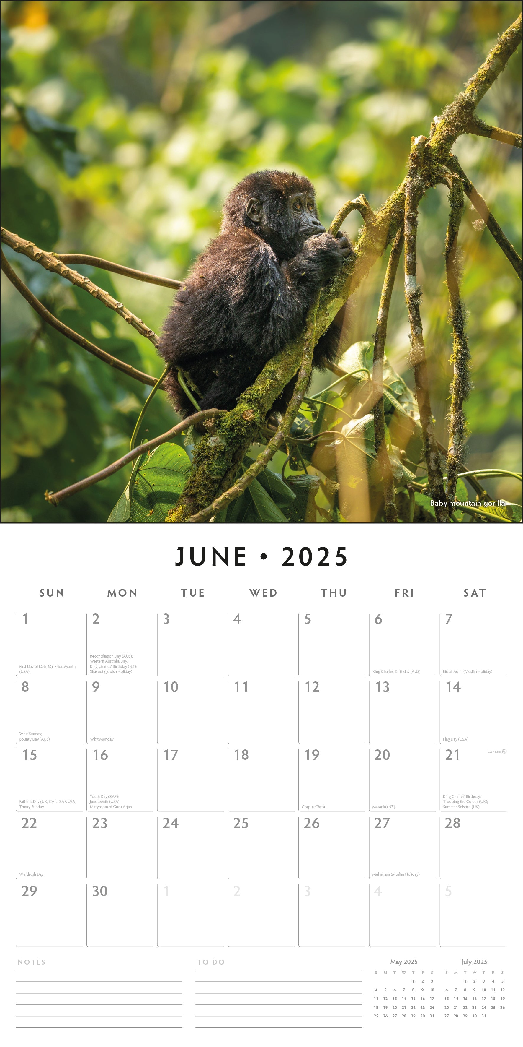 2025 Apes - Square Wall Calendar