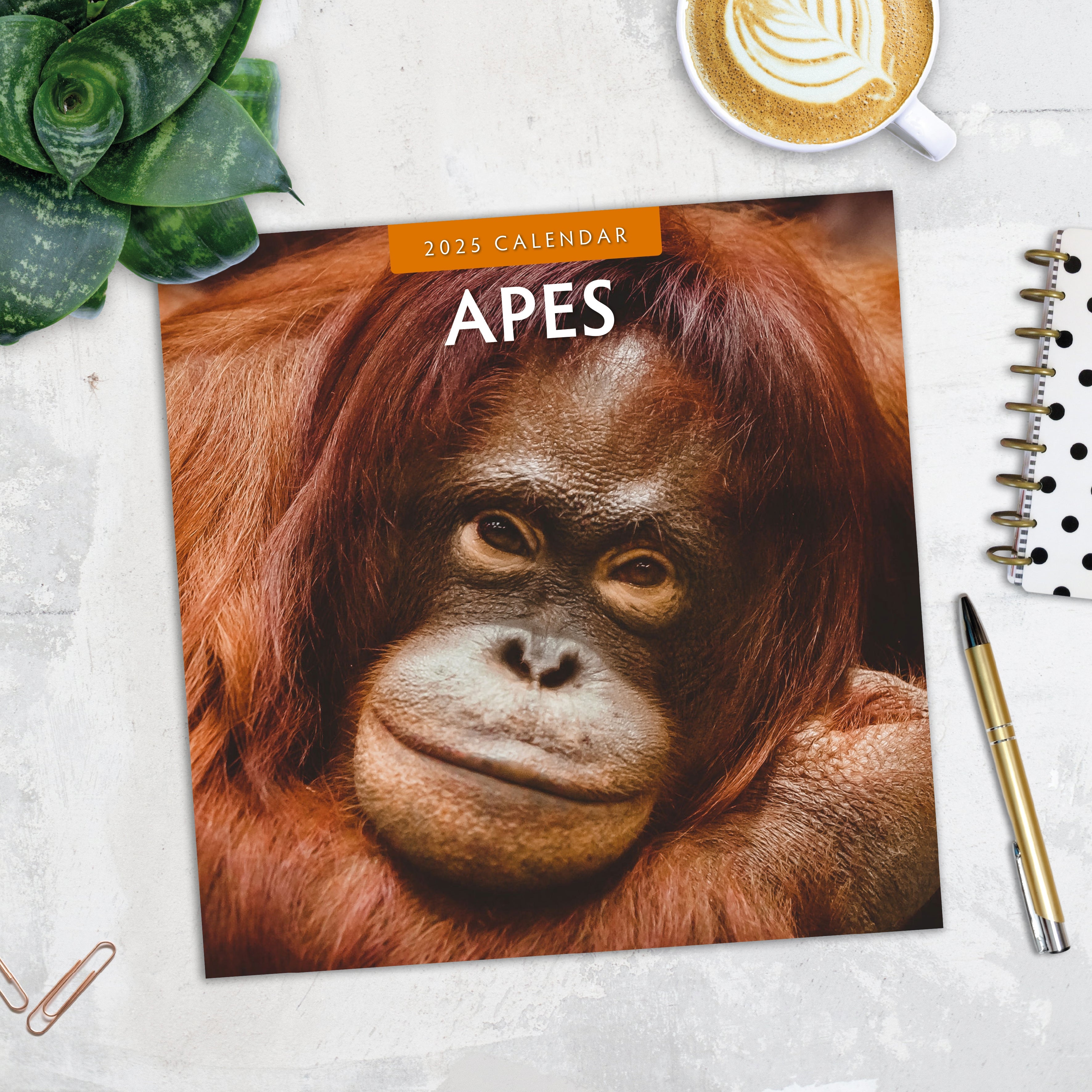 2025 Apes - Square Wall Calendar