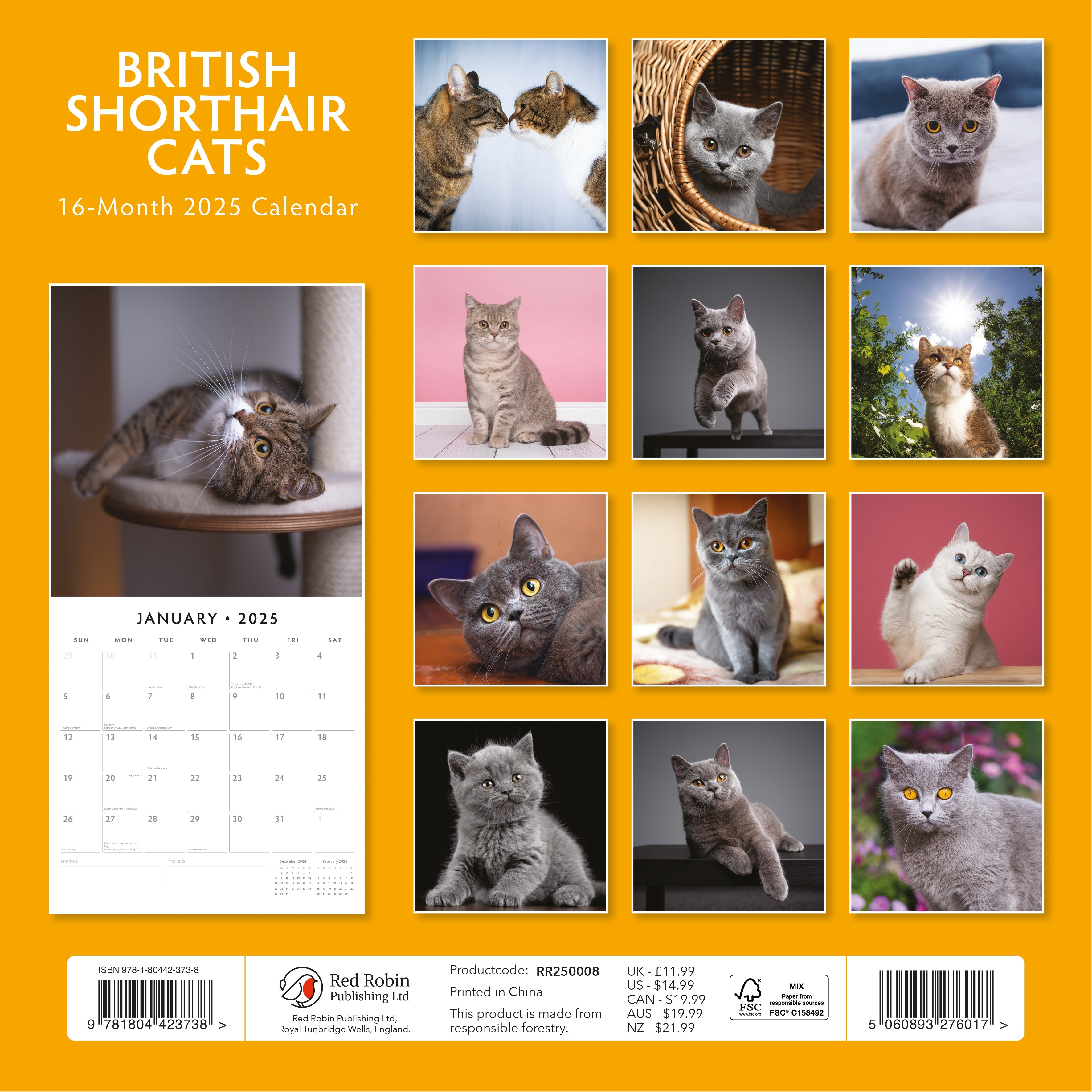 2025 British Shorthair Cats - Square Wall Calendar