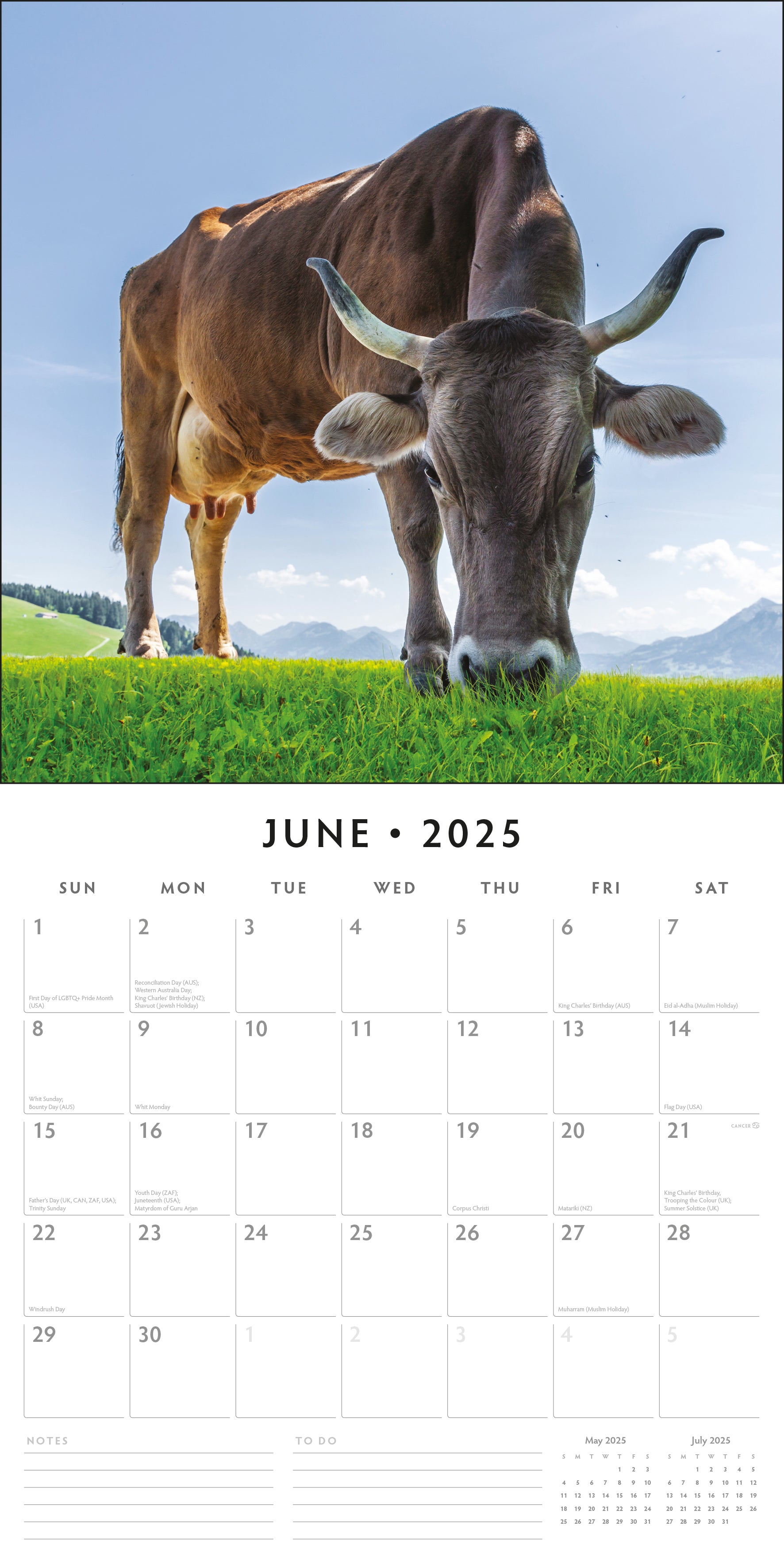 2025 Cows - Square Wall Calendar