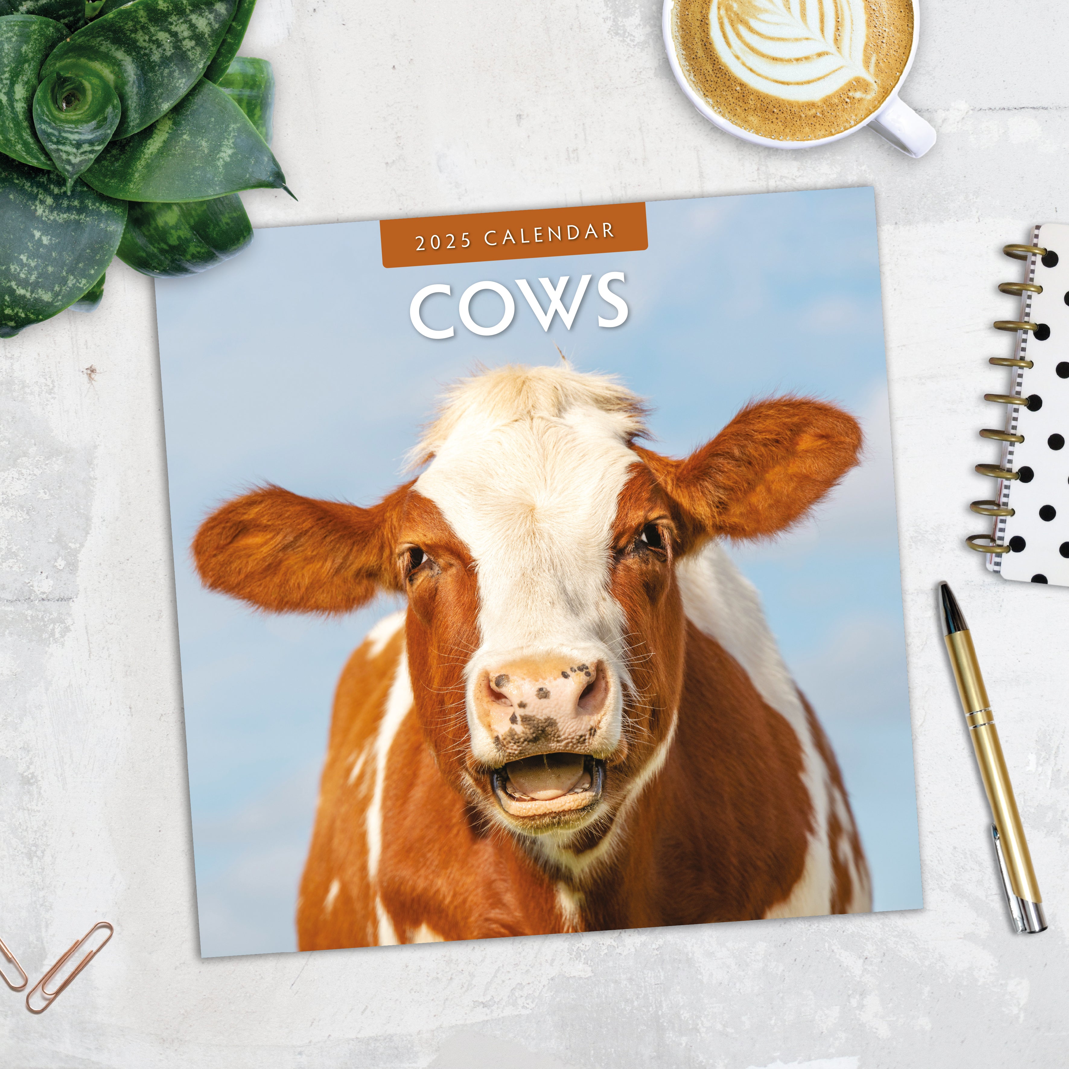 2025 Cows - Square Wall Calendar