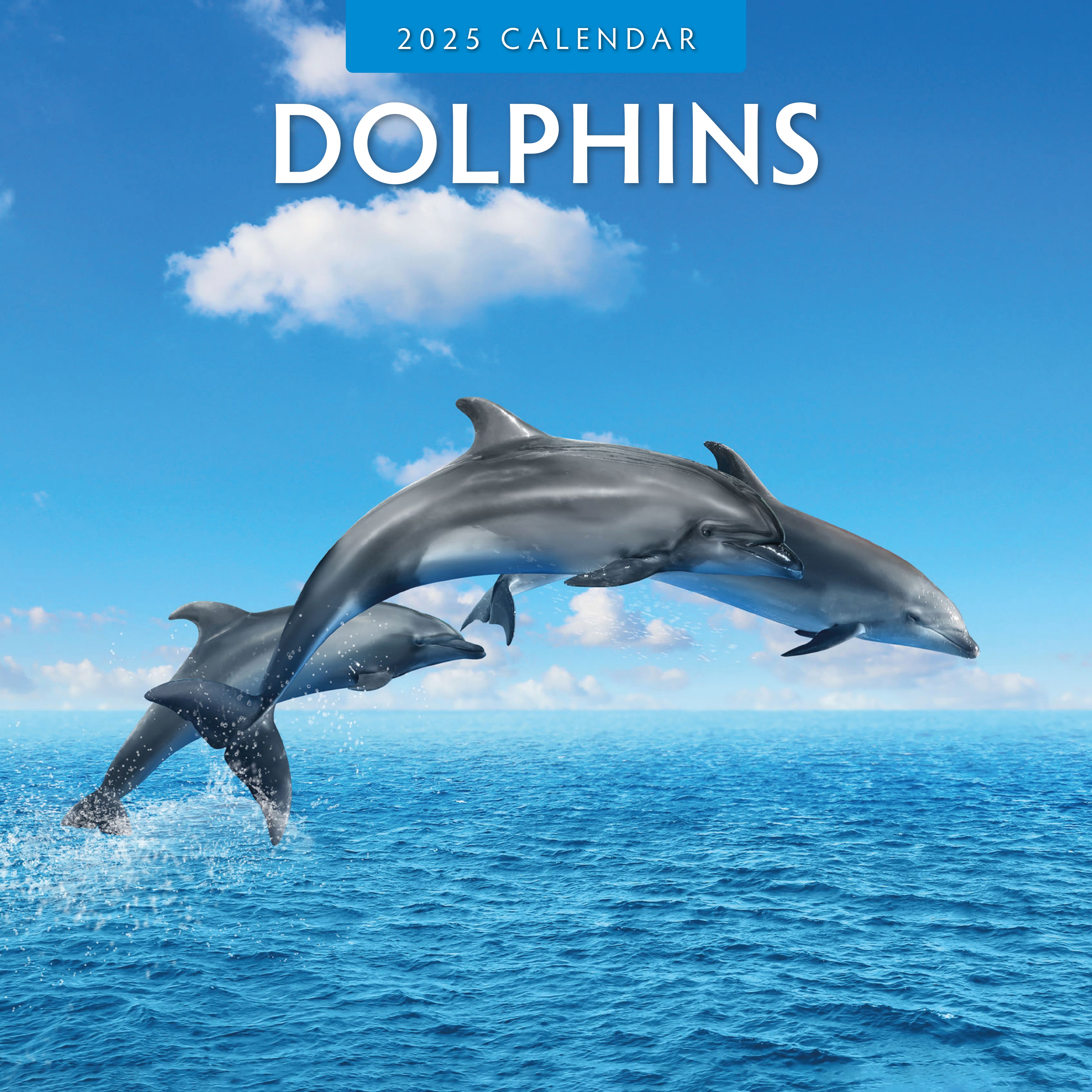 2025 Dolphins - Square Wall Calendar