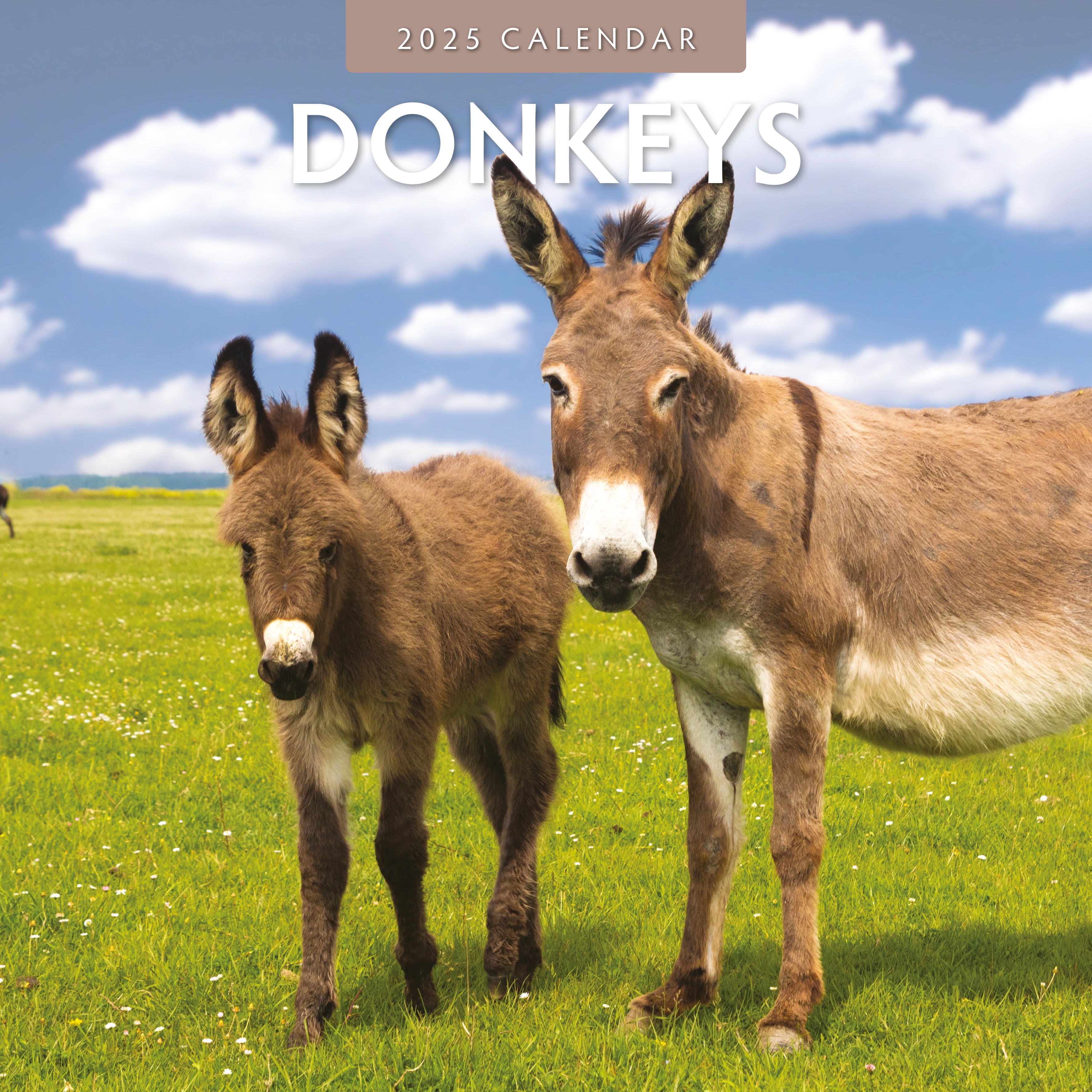 2025 Donkeys - Square Wall Calendar