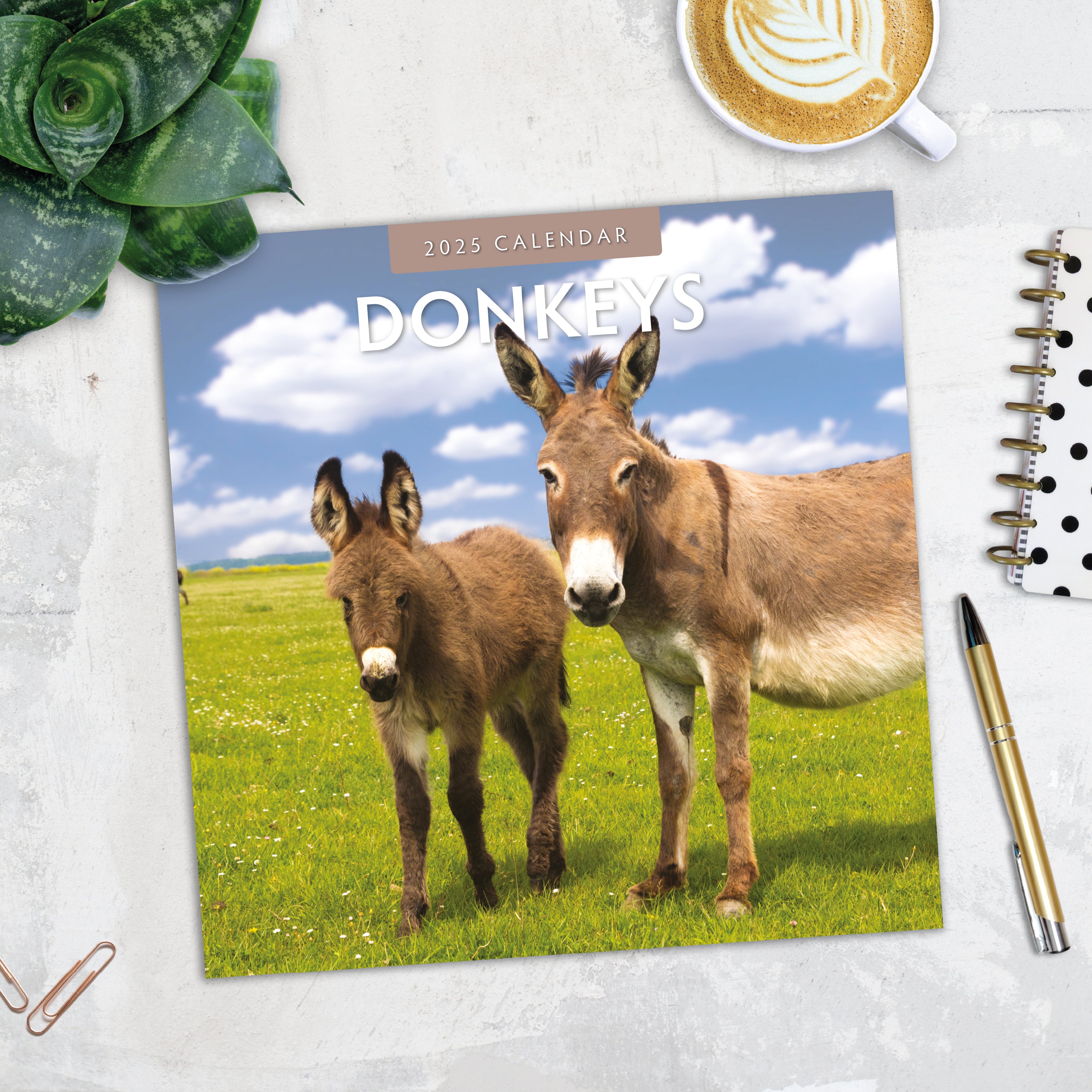 2025 Donkeys - Square Wall Calendar