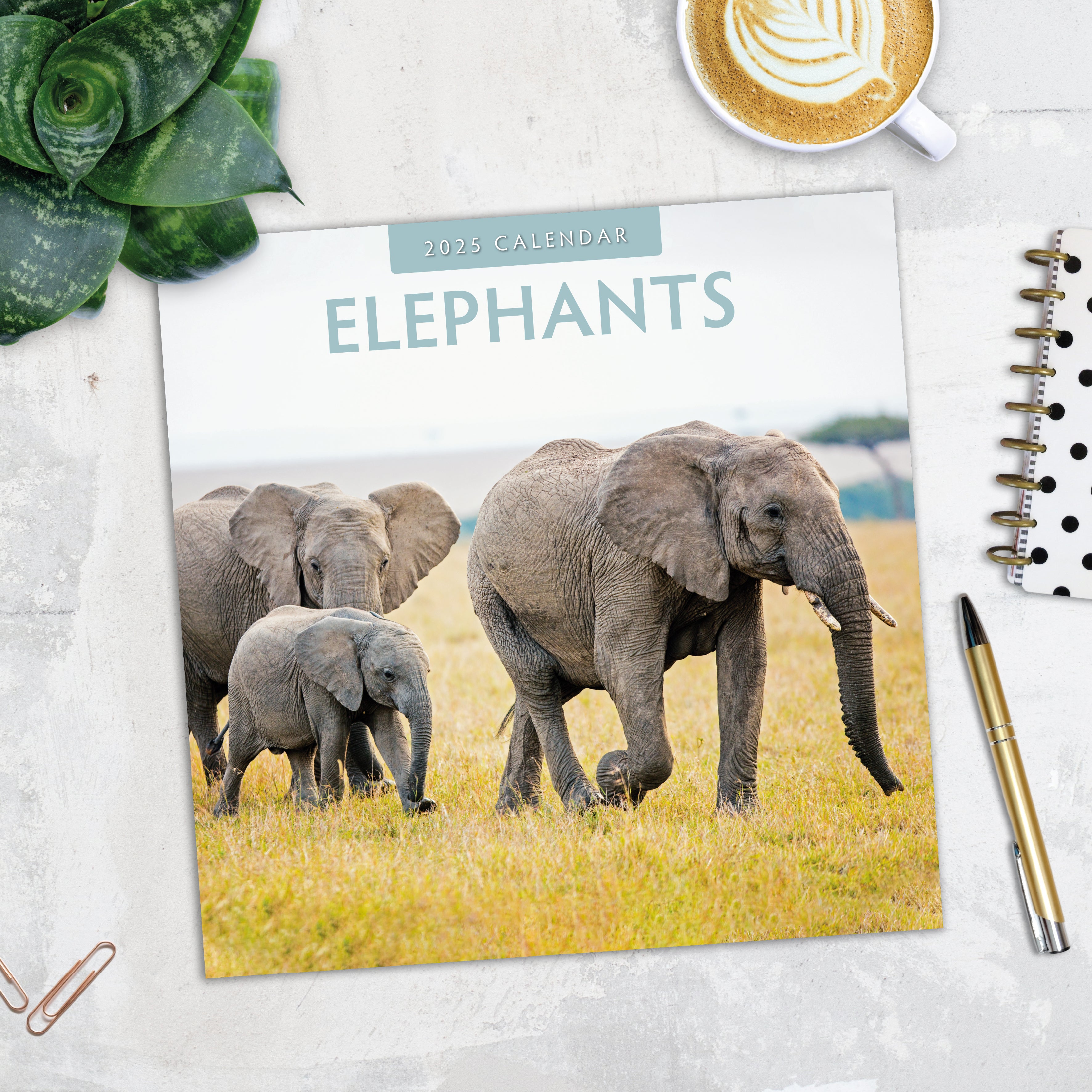 2025 Elephants - Square Wall Calendar