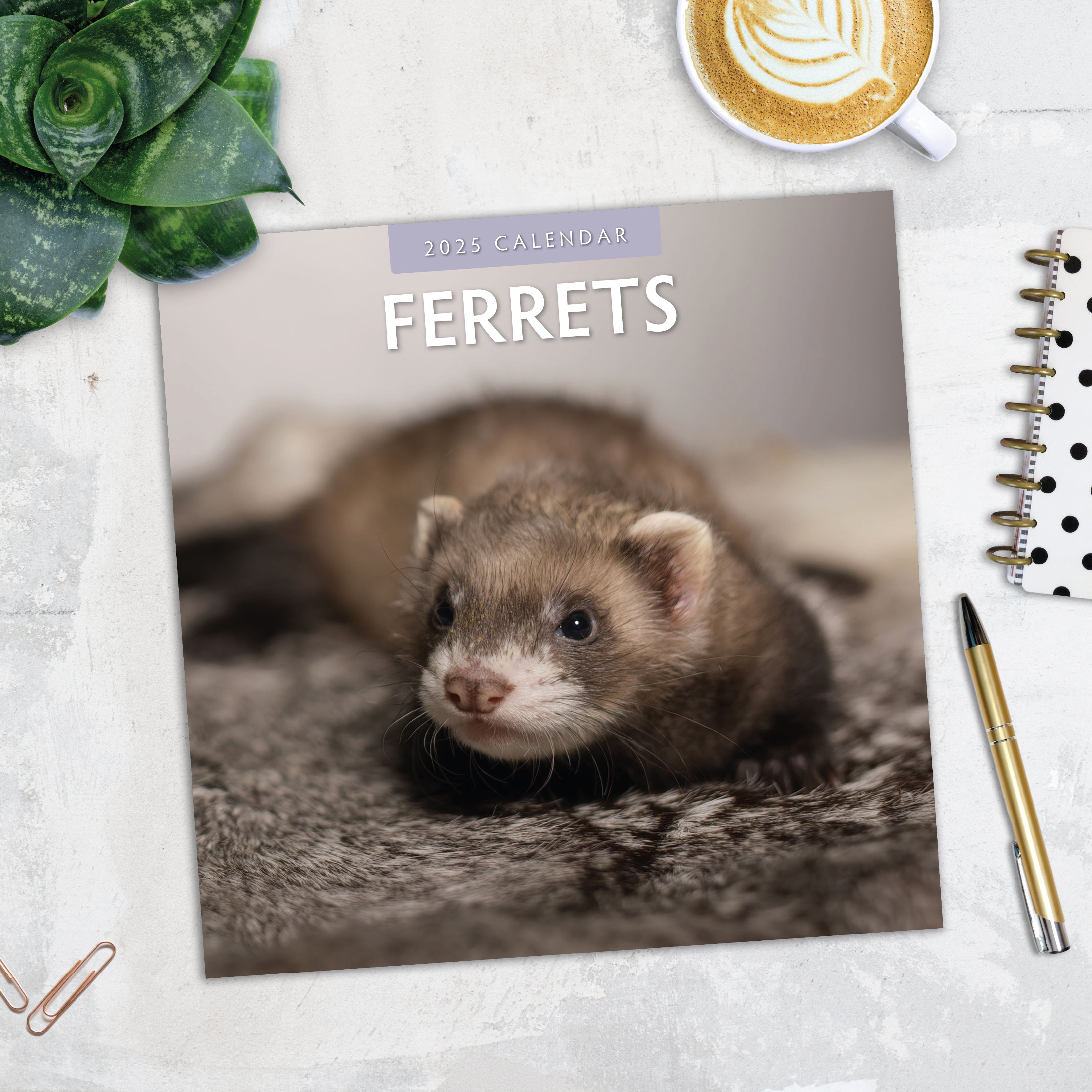 2025 Ferrets - Square Wall Calendar