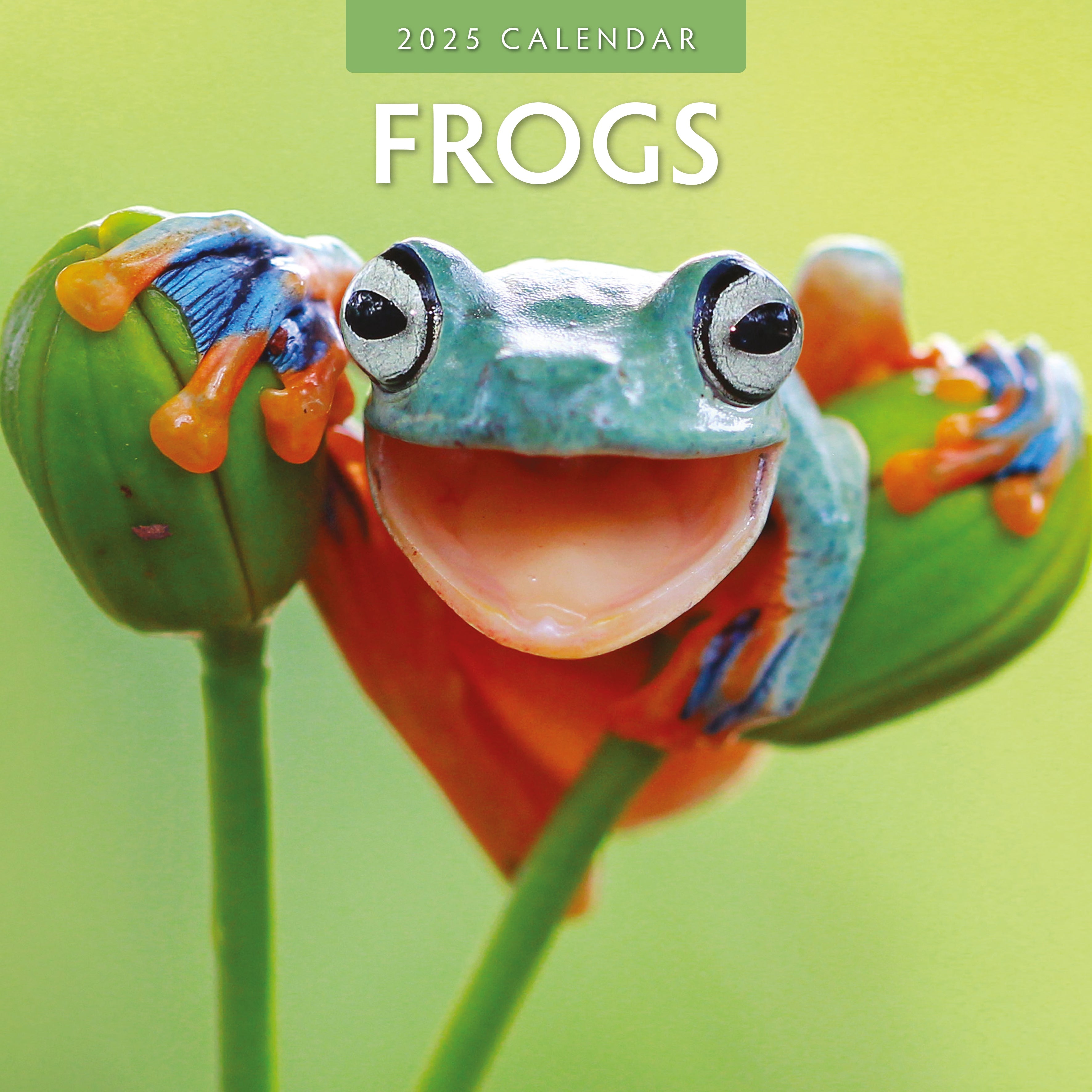 2025 Frogs - Square Wall Calendar