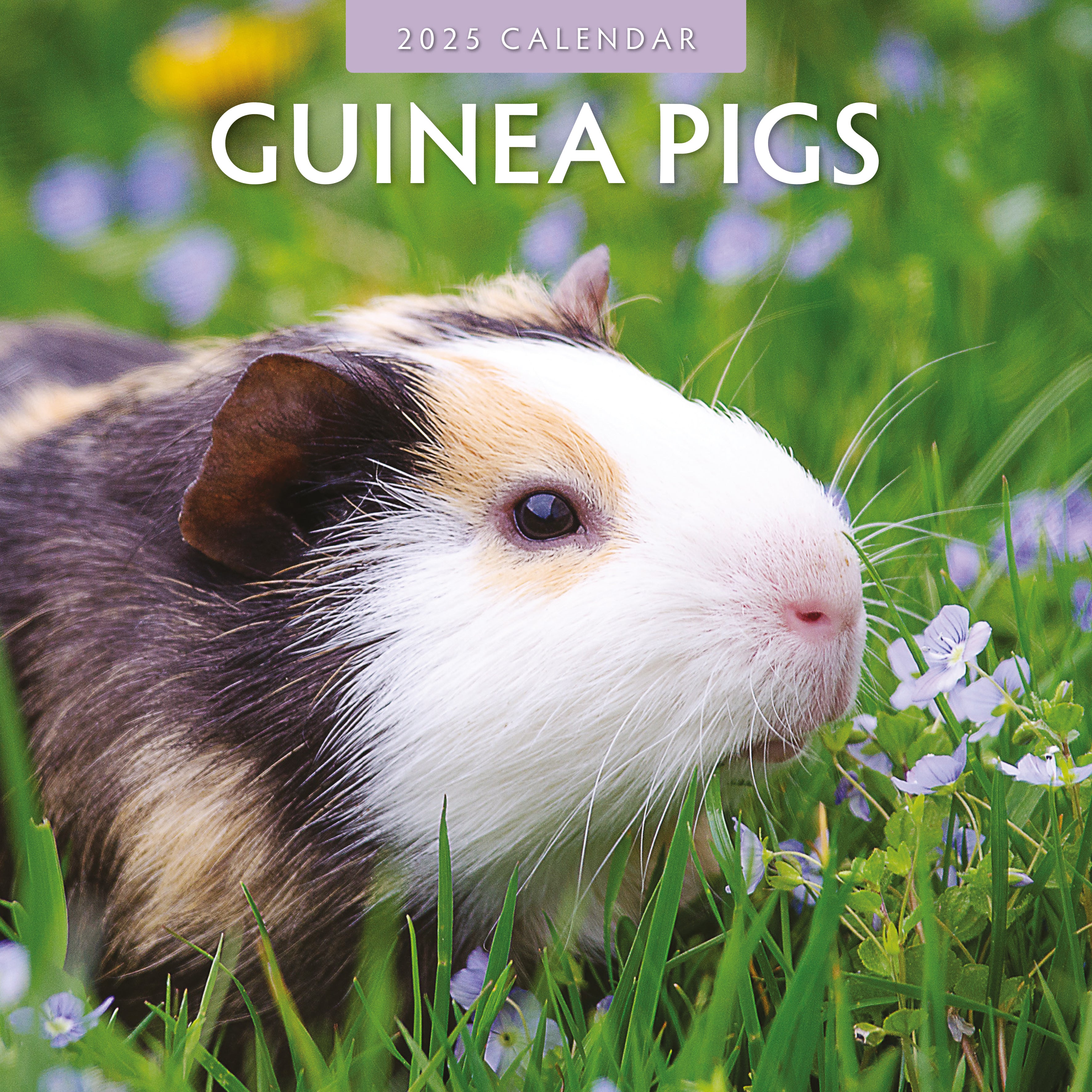 2025 Guinea Pigs - Square Wall Calendar