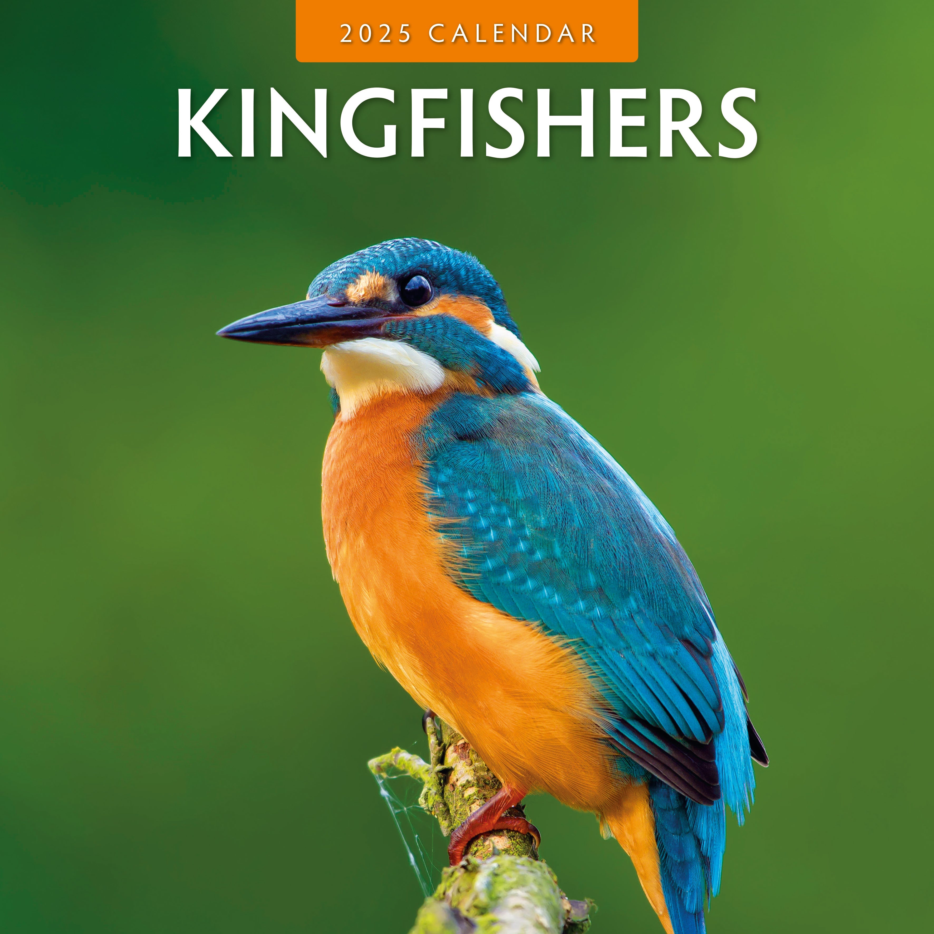 2025 Kingfishers - Square Wall Calendar