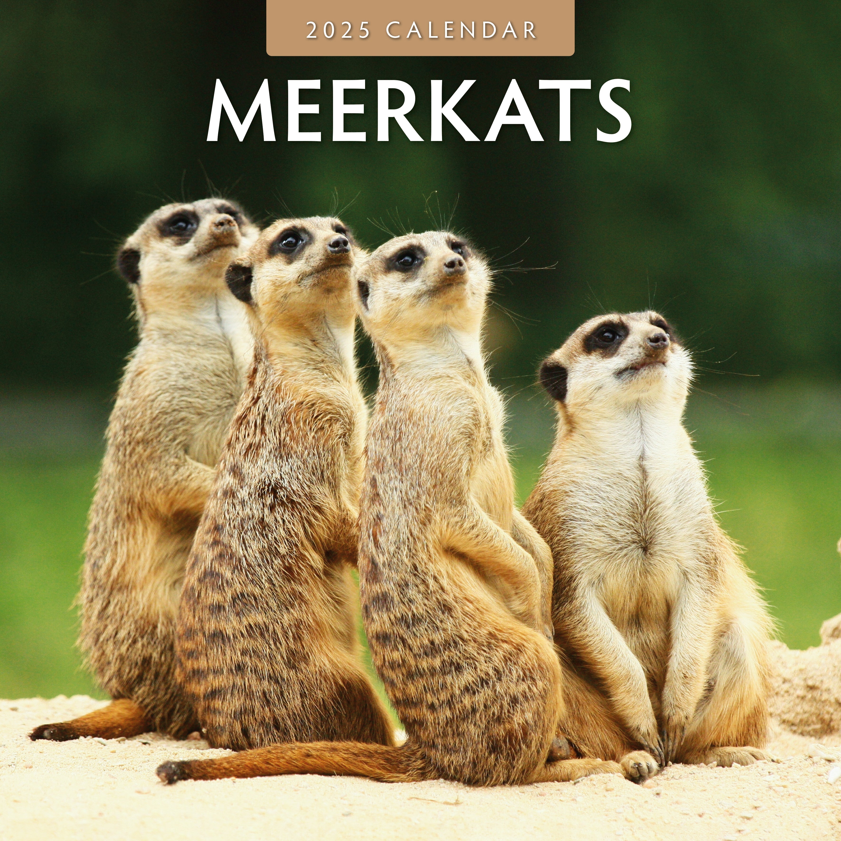 2025 Meerkats - Square Wall Calendar