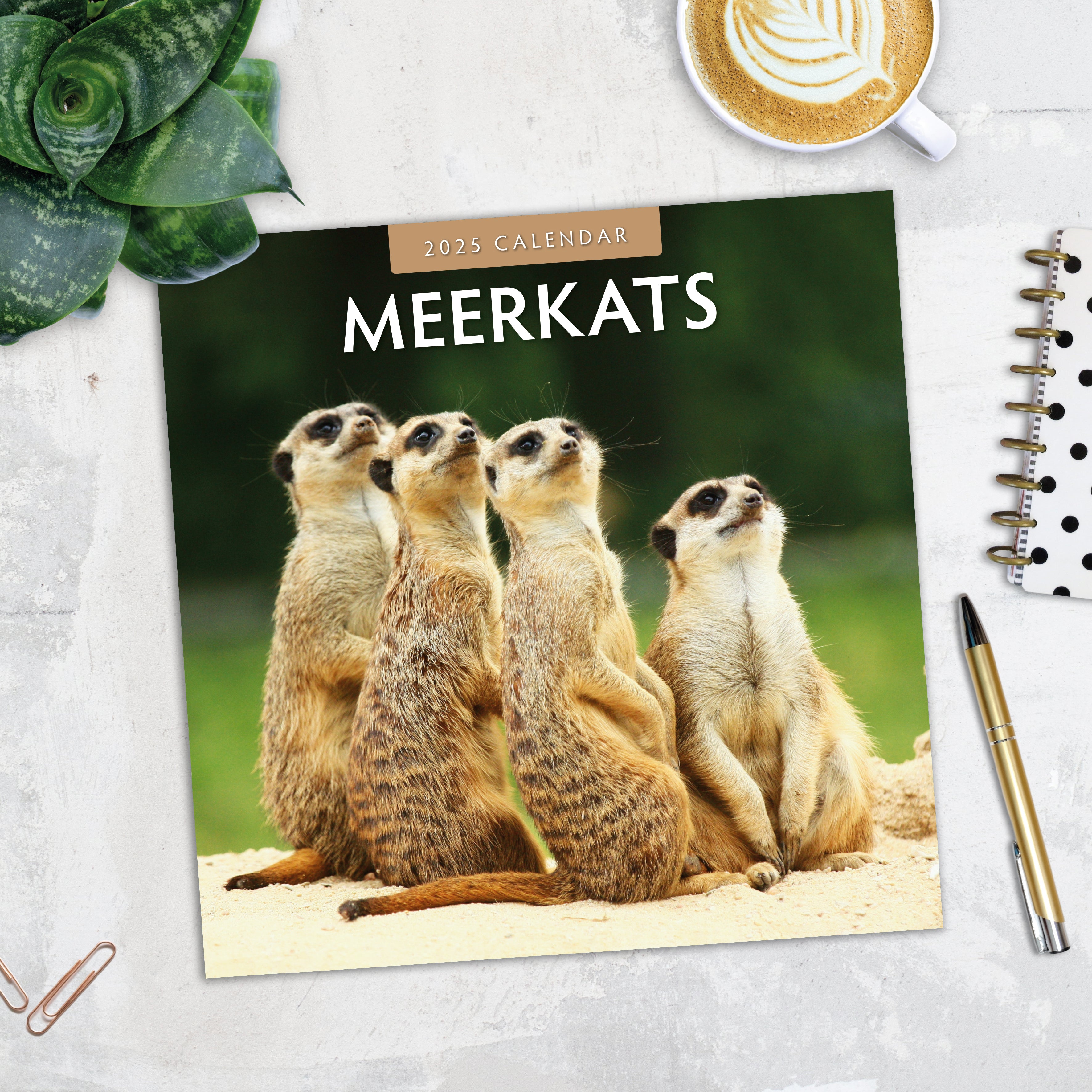 2025 Meerkats - Square Wall Calendar