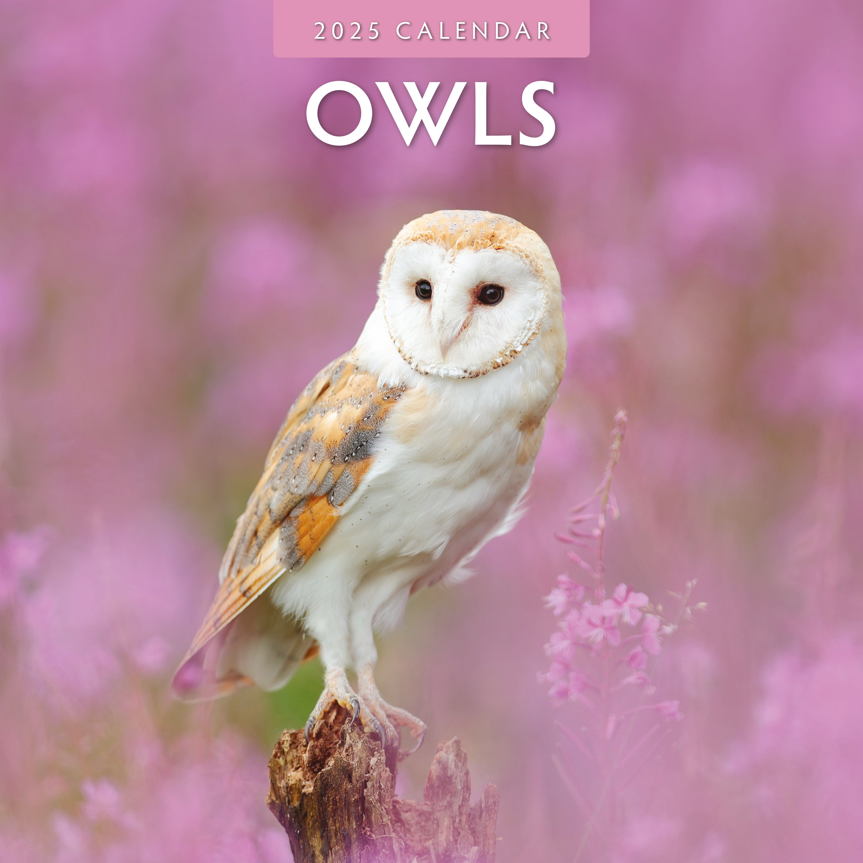 2025 Owls - Square Wall Calendar