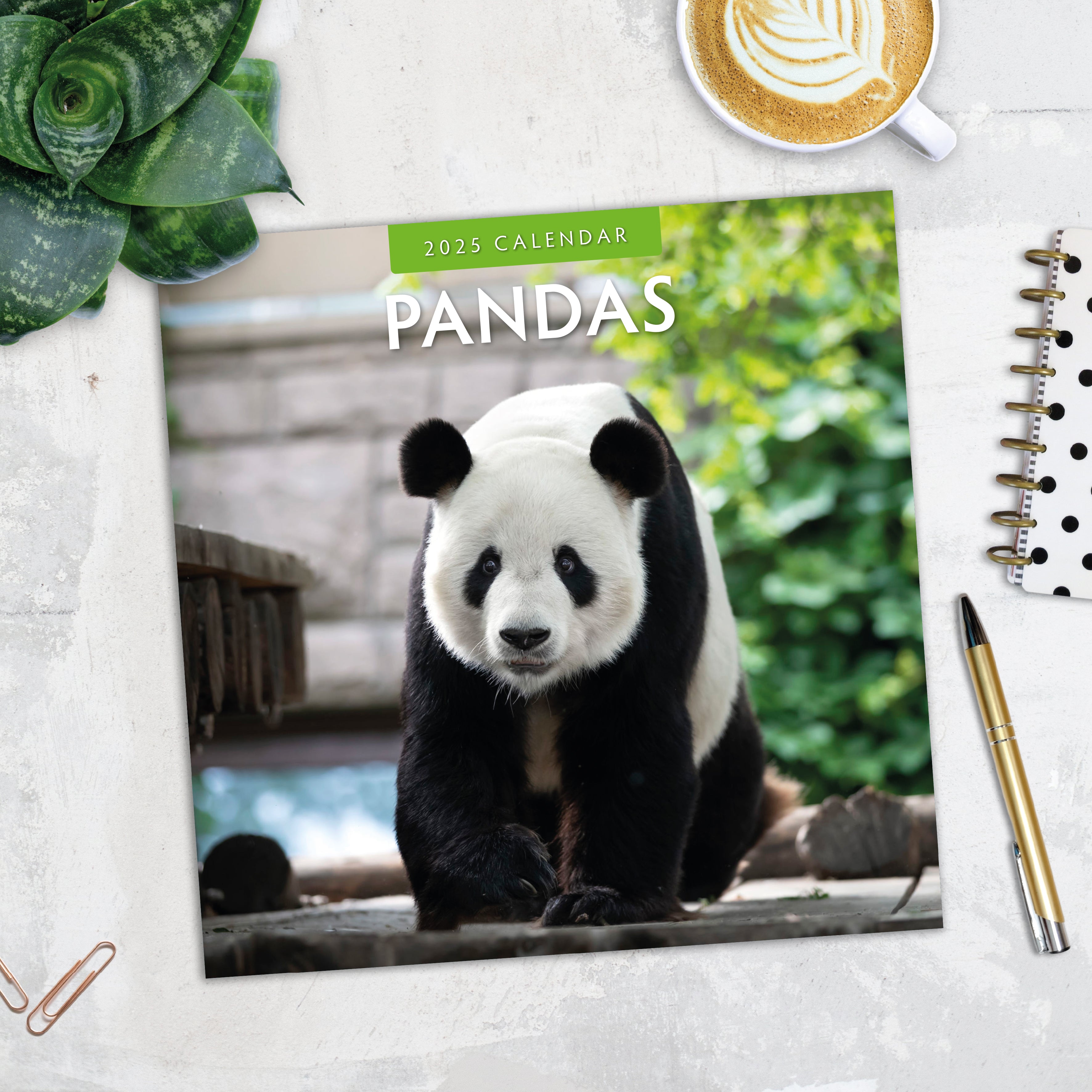 2025 Pandas - Square Wall Calendar