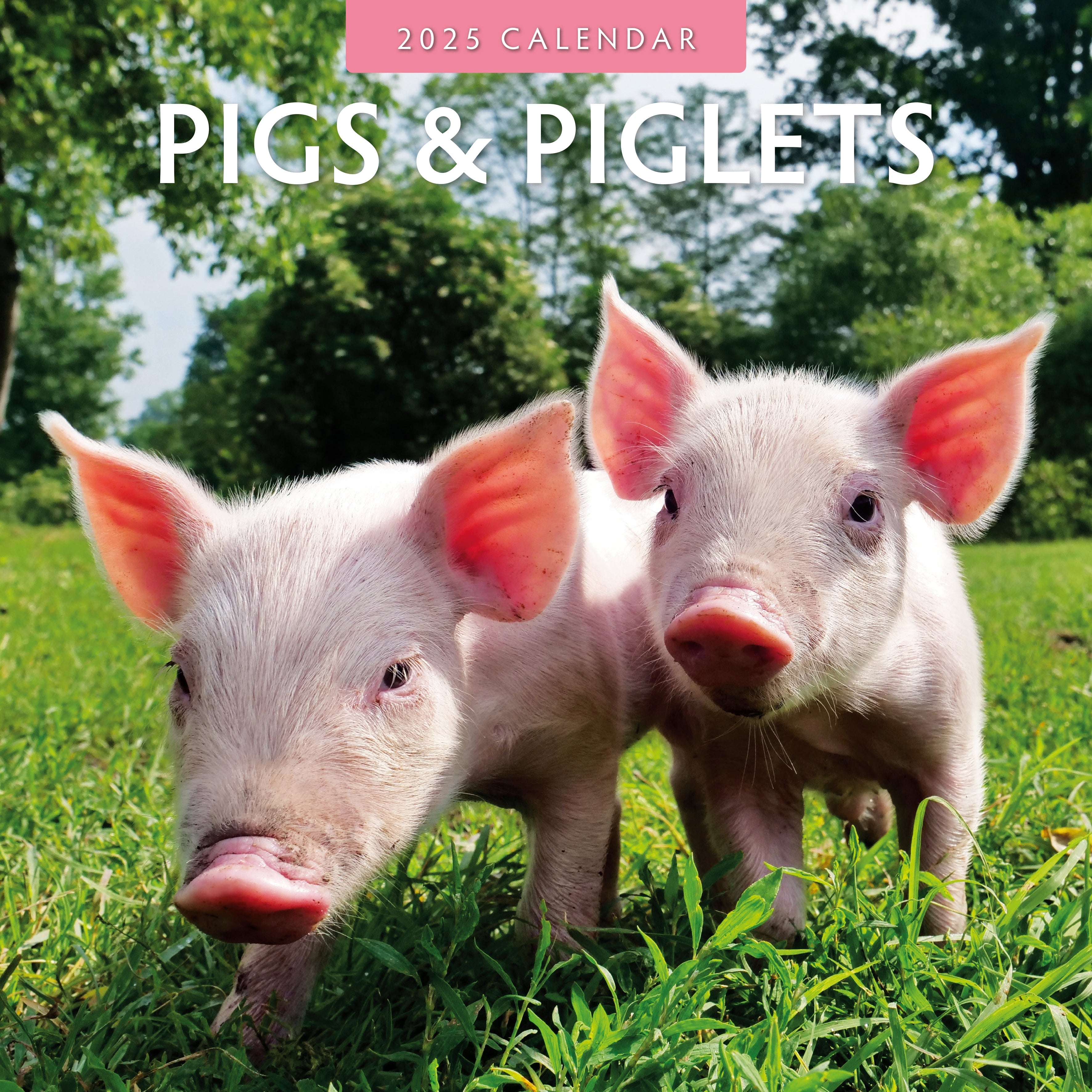 2025 Pigs & Piglets - Square Wall Calendar