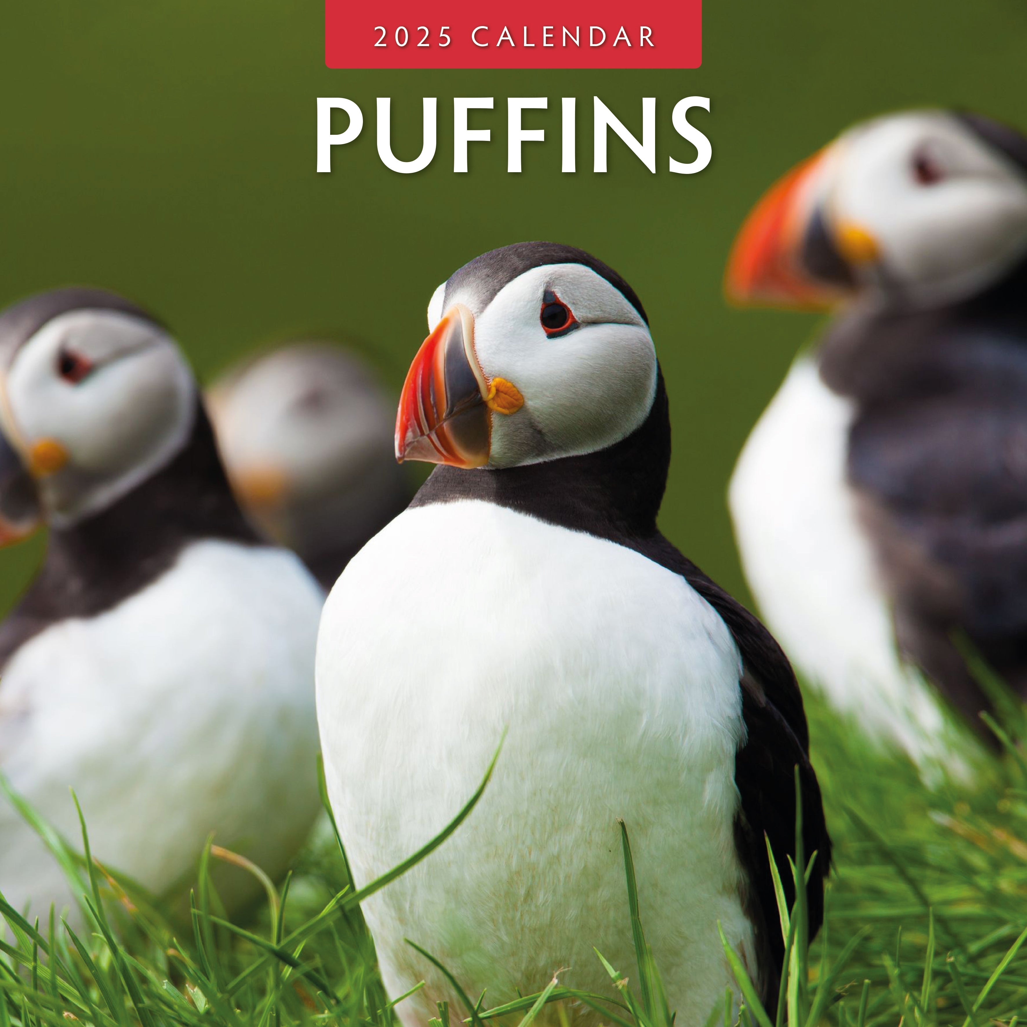 2025 Puffins - Square Wall Calendar