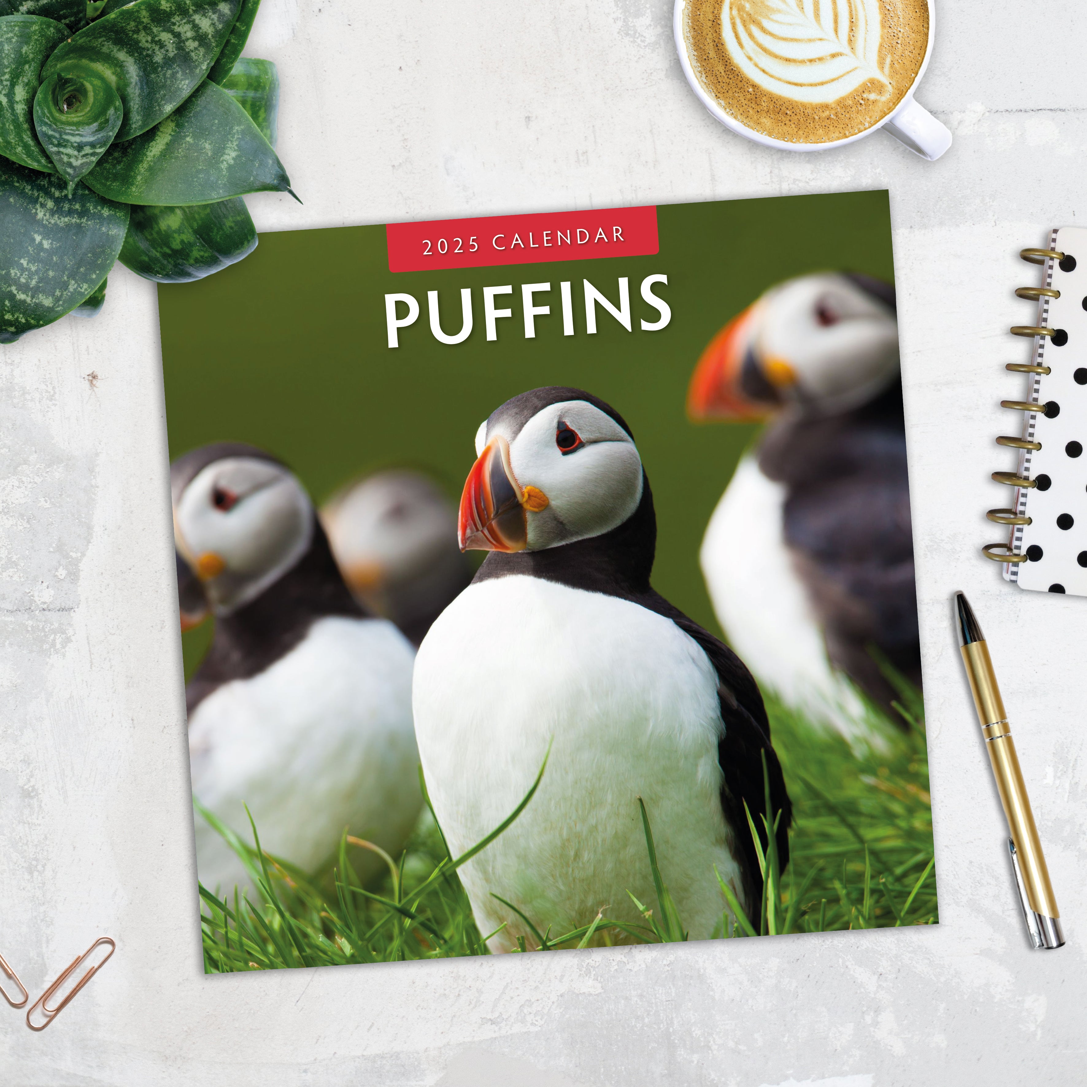 2025 Puffins - Square Wall Calendar