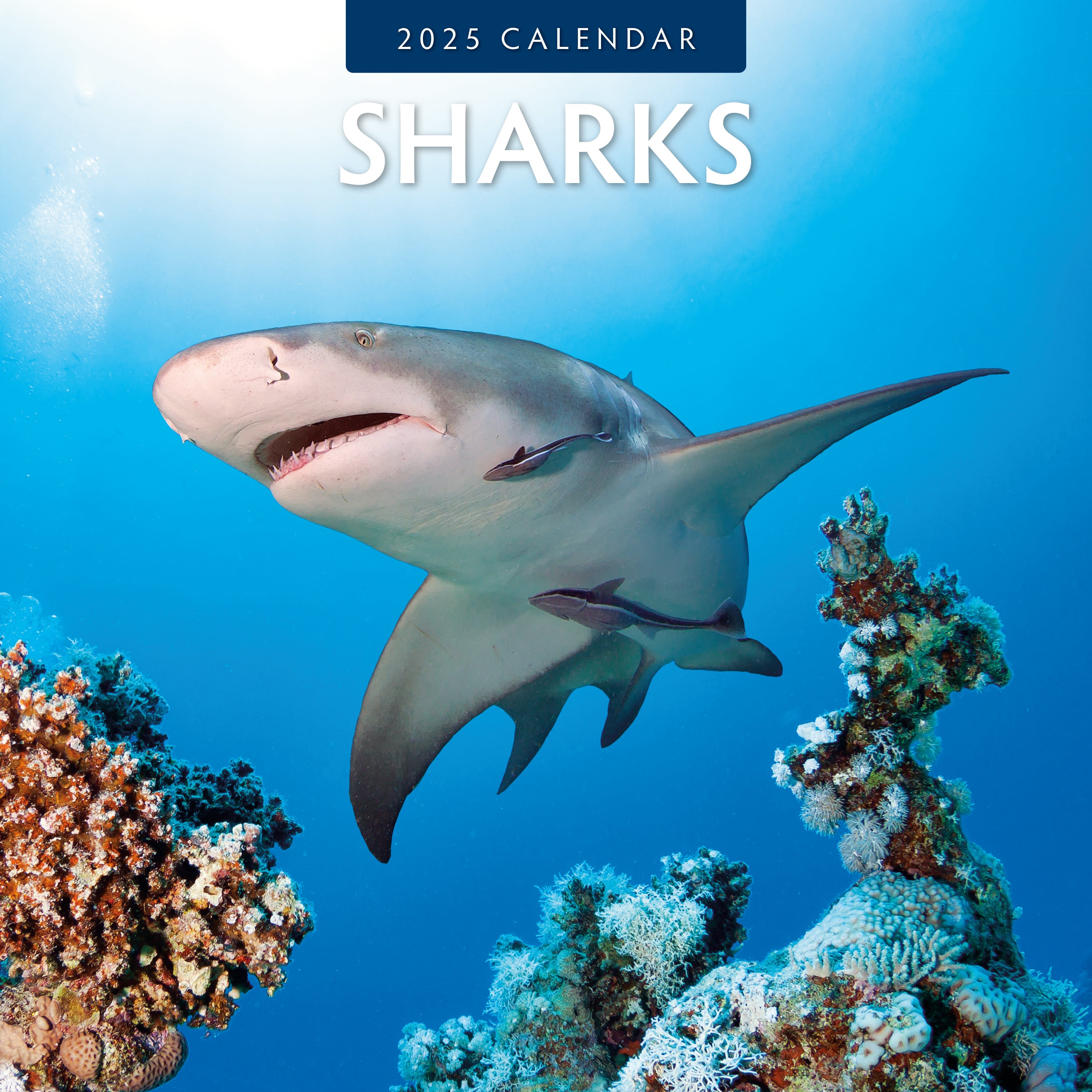 2025 Sharks - Square Wall Calendar